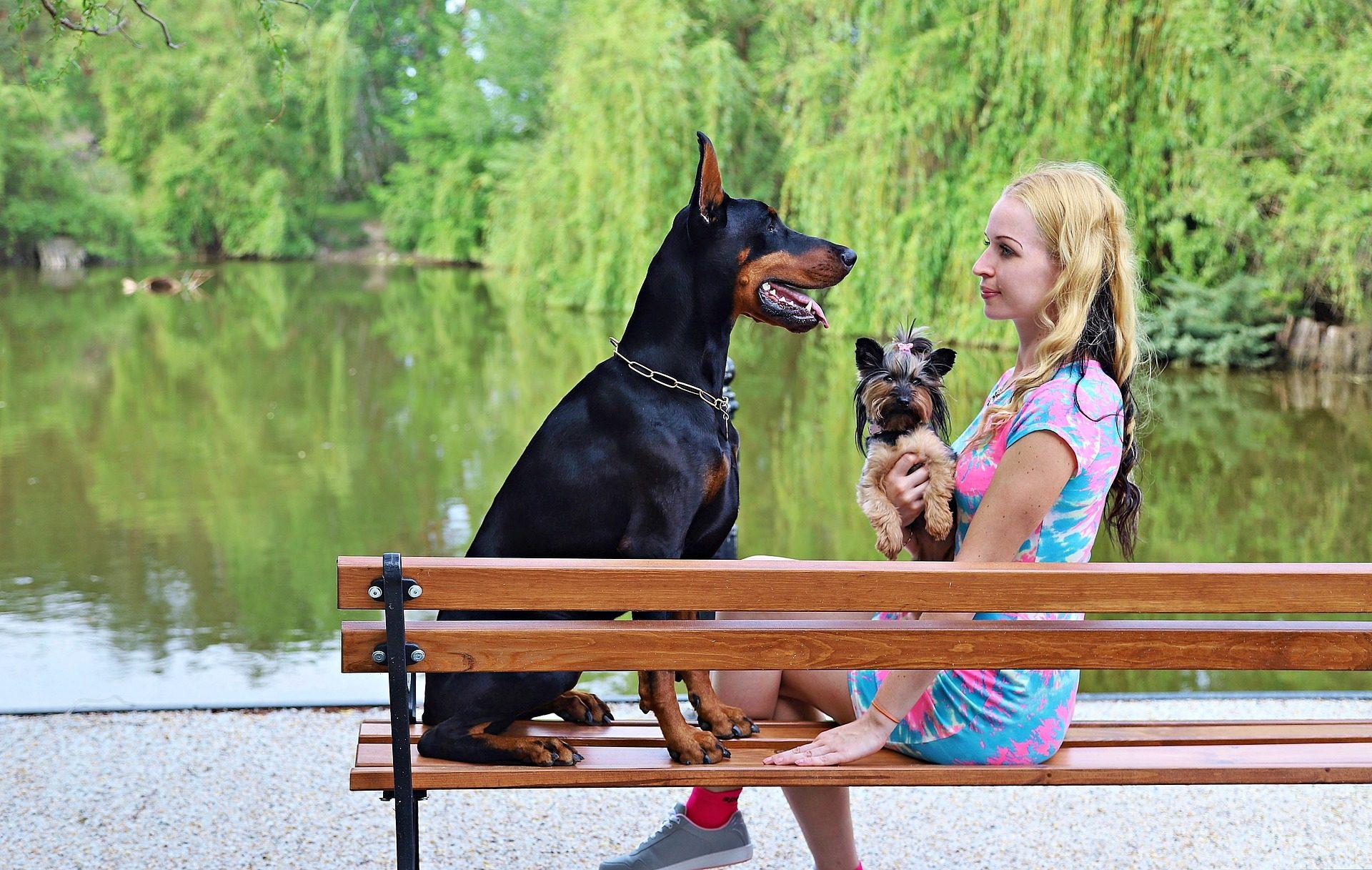 1920x1217 Beautiful Lady Sitting On Bench With Doberman Wallpaper