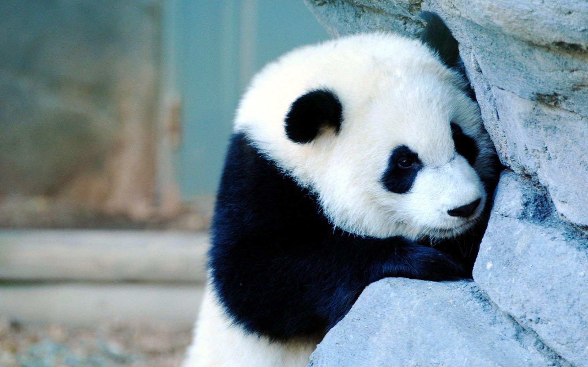 Cute Baby Panda Wallpapers 4k Hd Cute Baby Panda Backgrounds On - Riset