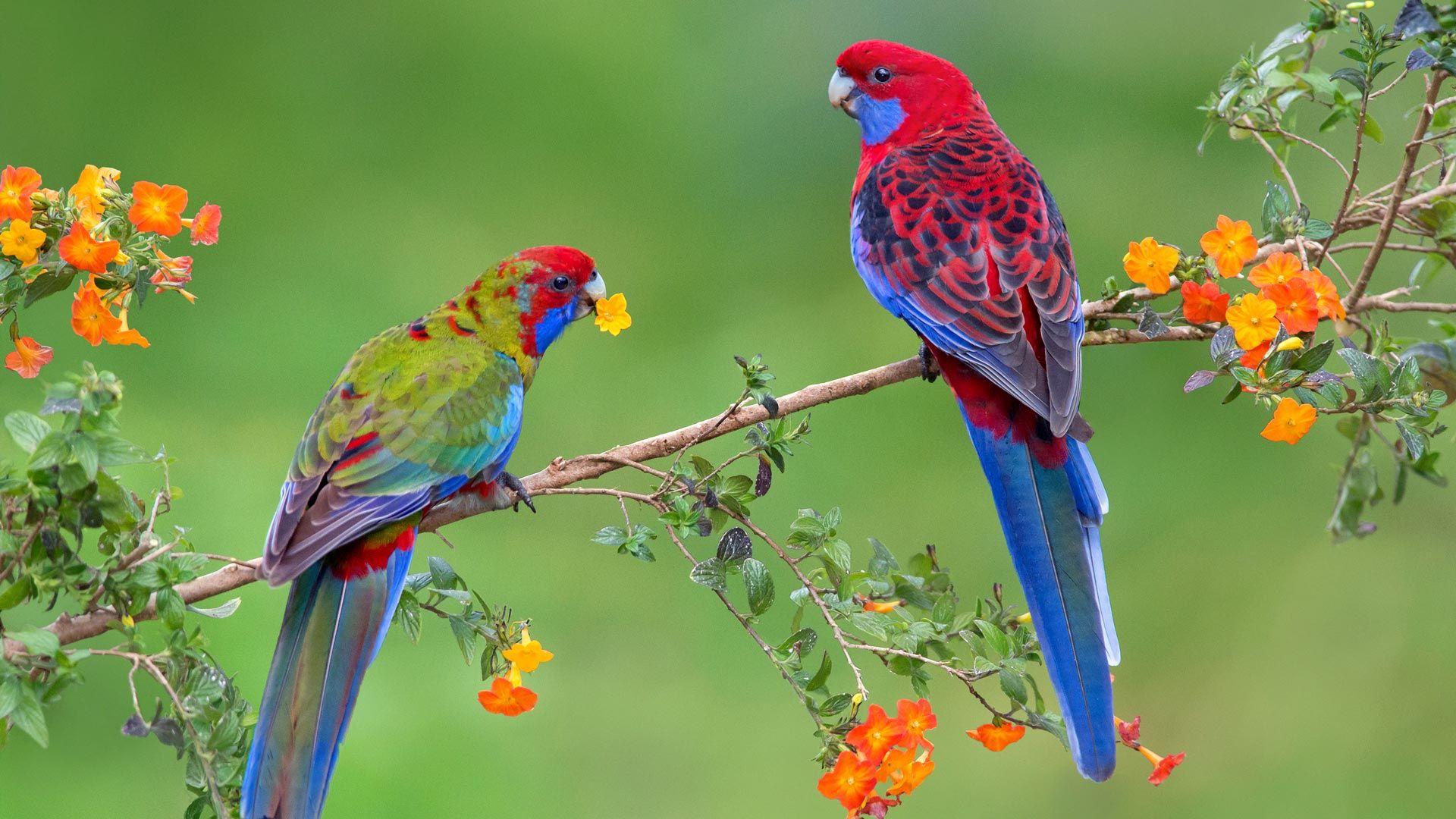 1920x1080 Crimson Rosella. New wallpaper hd, Nature animals wallpaper, HD nature wallpaper