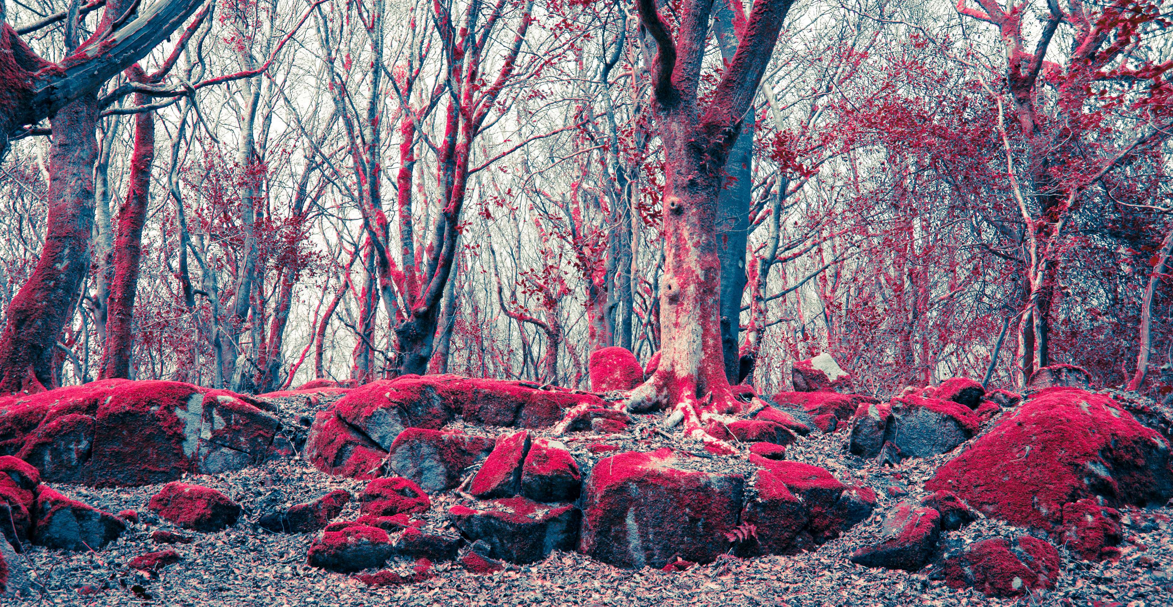 Crimson Nature Wallpapers - Top Free Crimson Nature Backgrounds ...