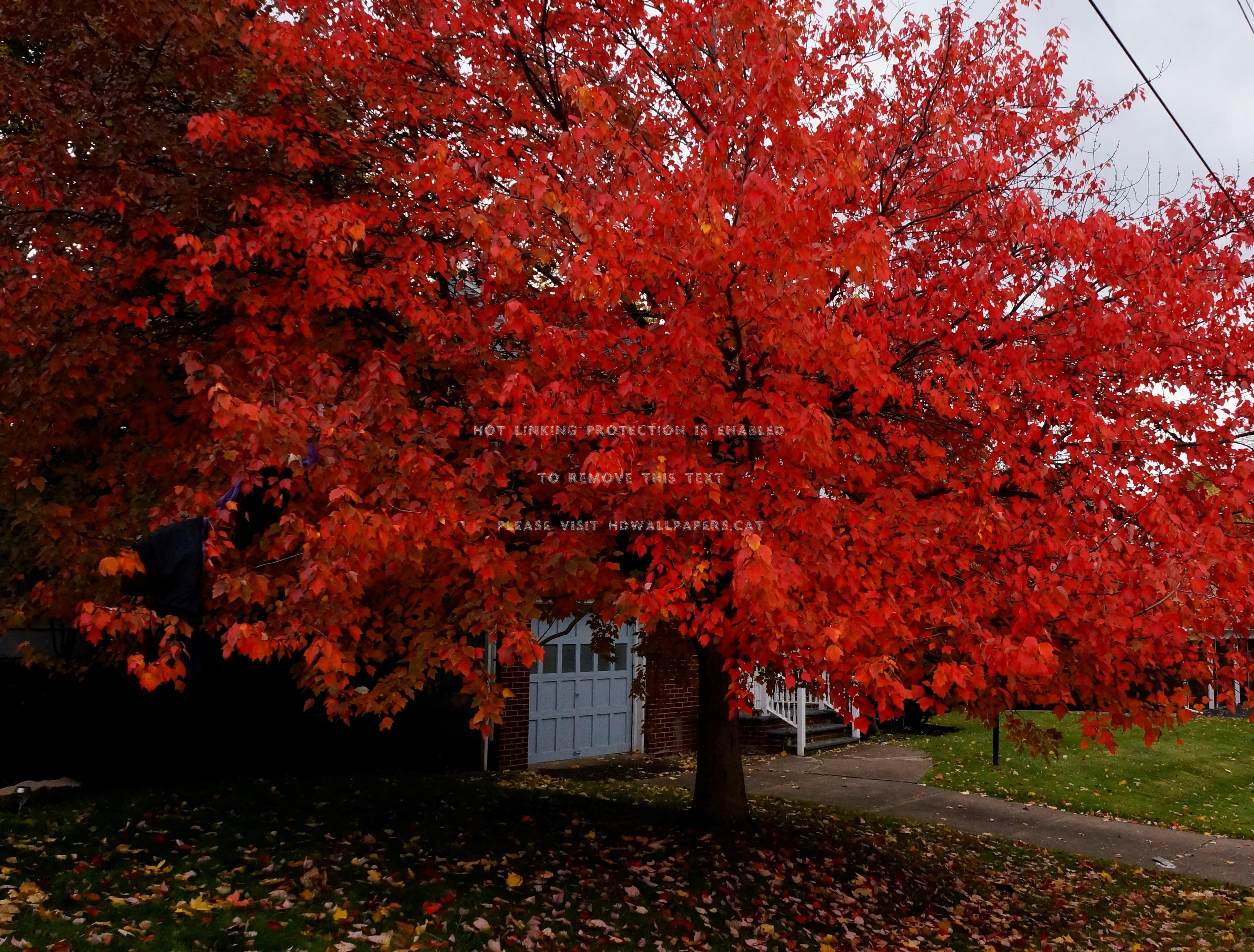 3637x2760 crimson tree red beautiful scenic nature of
