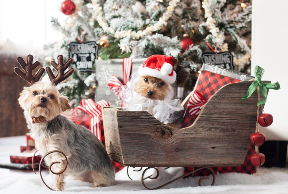 1124x757 A Very Yorkie Christmas Lilypad Cottage