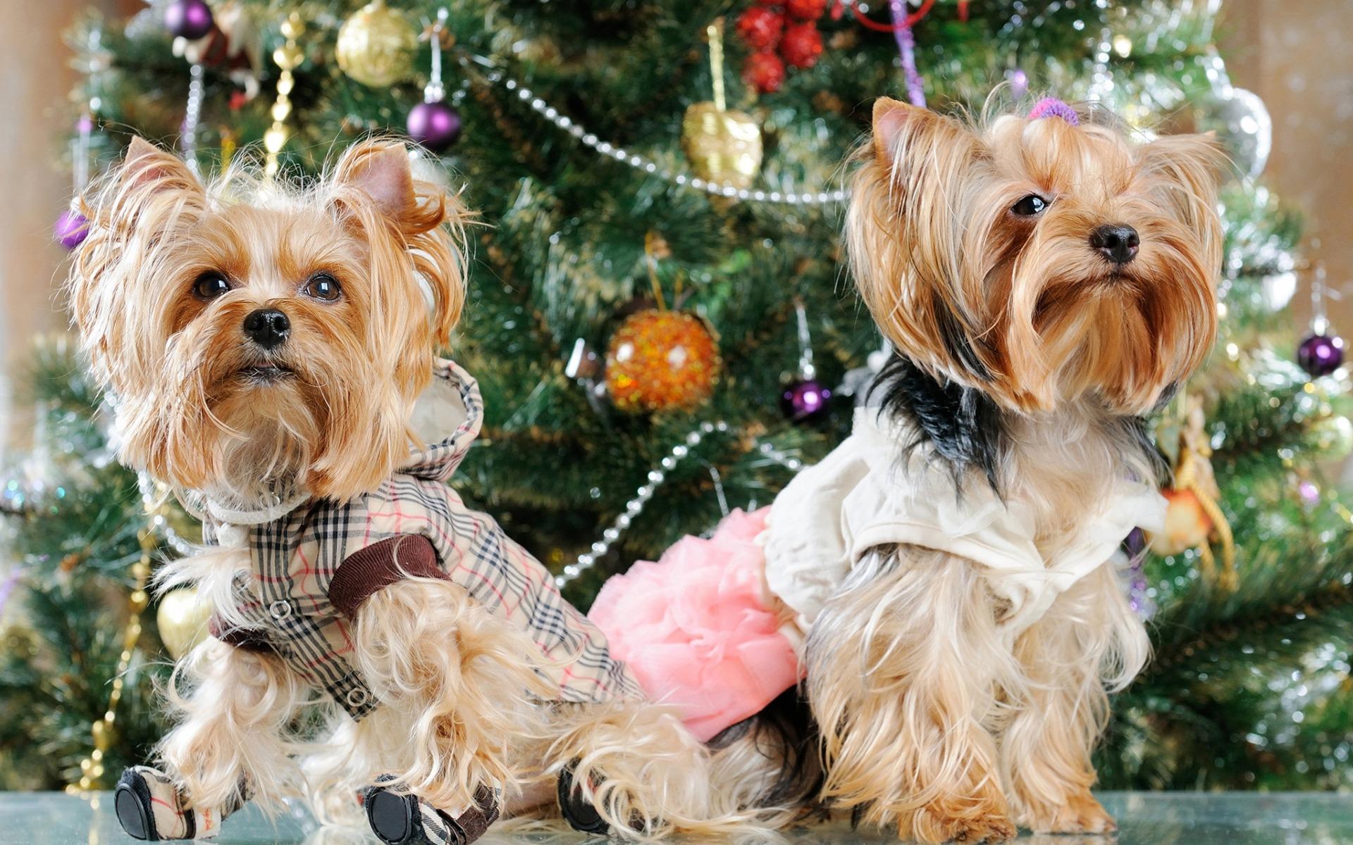 1920x1200 Download wallpaper Yorkshire Terrier, curly dogs, New Year, Christmas tree, pets for desktop with resolution 1920x1200. High Quality HD picture wallpaper