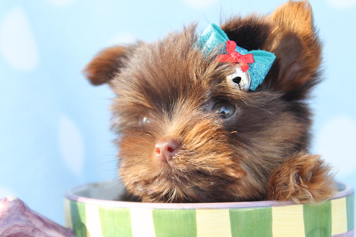 1500x1000 Free download Teacup Puppy Wallpaper Desktop Amazing Wallpaper [1500x1000] for your Desktop, Mobile & Tablet. Explore Yorkie Puppy Wallpaper. Yorkie Puppy Wallpaper, Yorkie Wallpaper, Christmas Yorkie Wallpaper