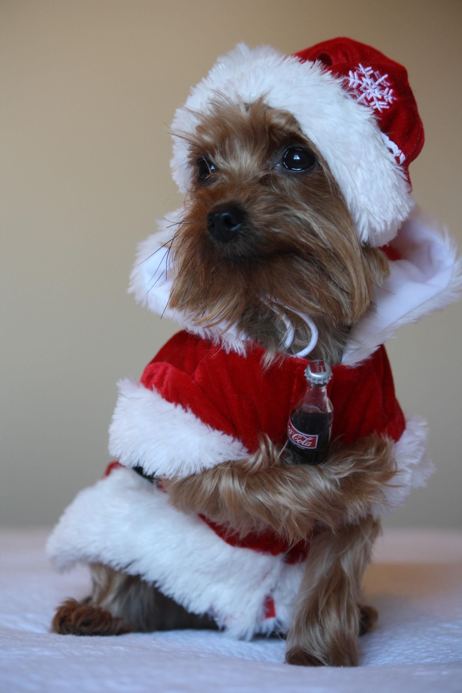 Christmas Yorkie Wallpapers - Top Free Christmas Yorkie Backgrounds ...