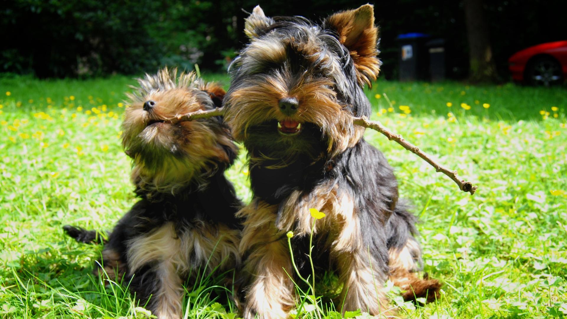 1920x1080 Cute Yorkie Wallpaper 24223 1920x1080px