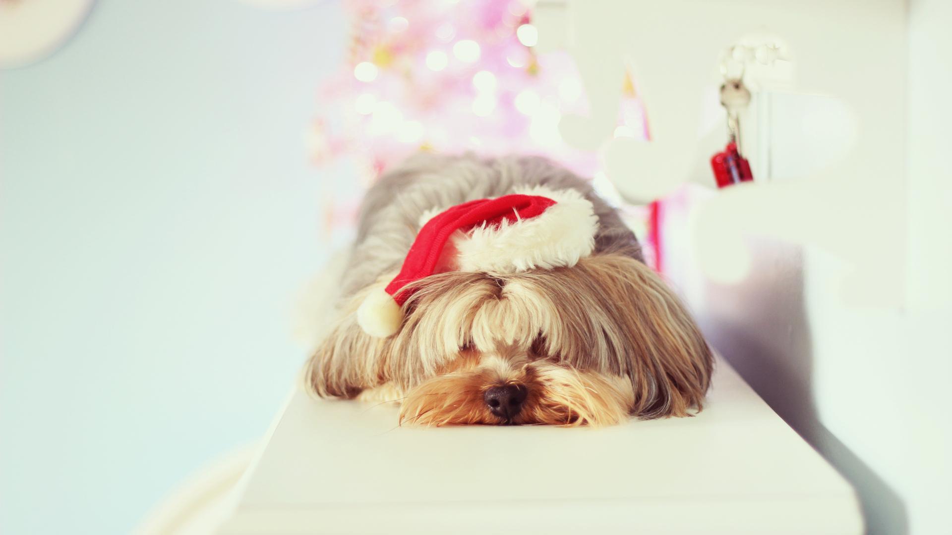 1920x1080 dog HD wallpaper, background