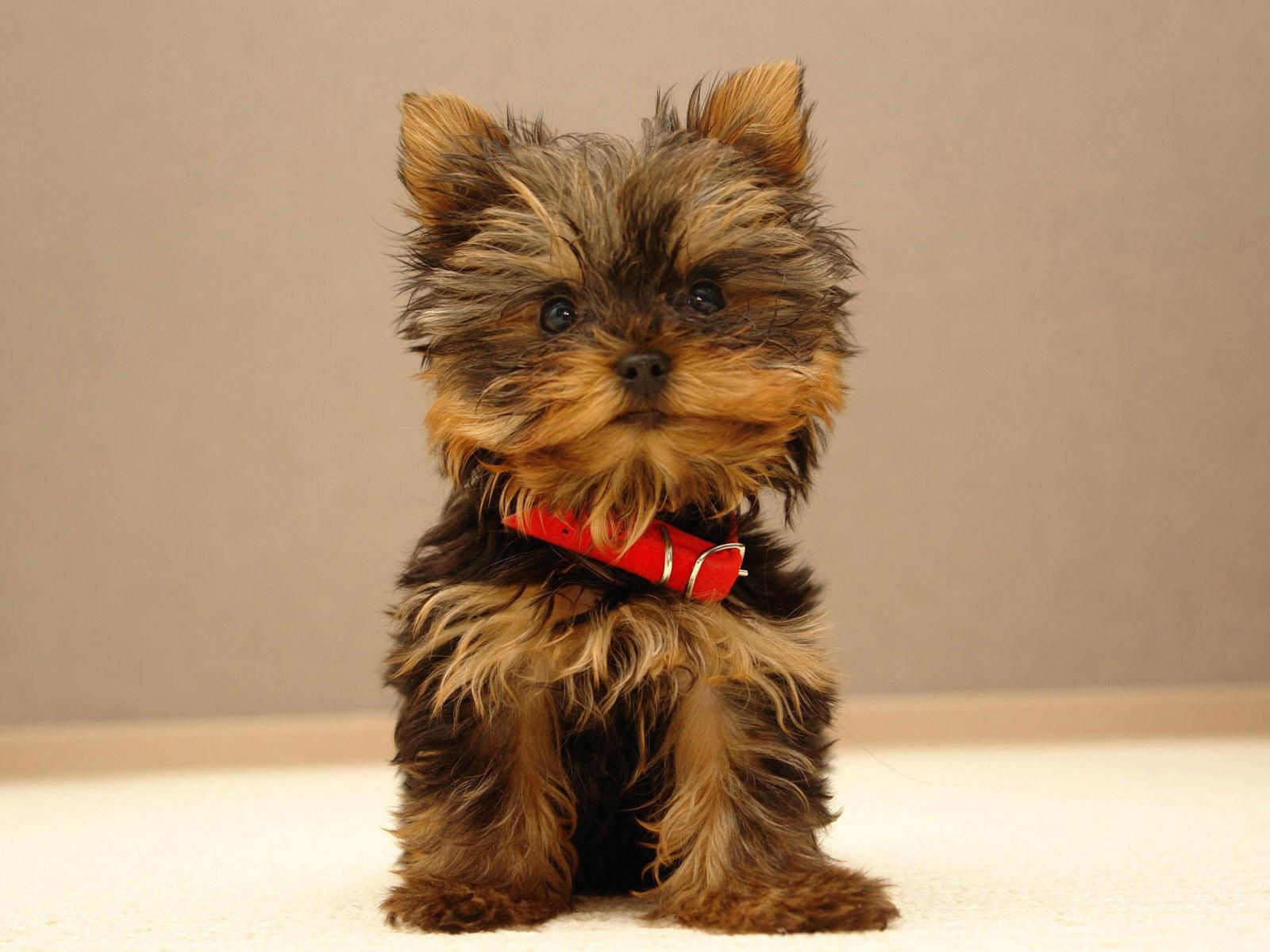 1600x1200 Yorkie Puppies