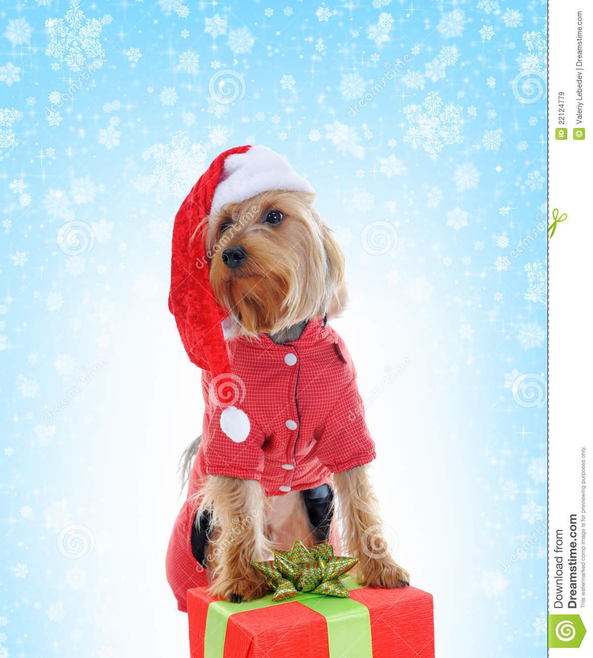 1172x1300 Yorkie Christmas Clipart