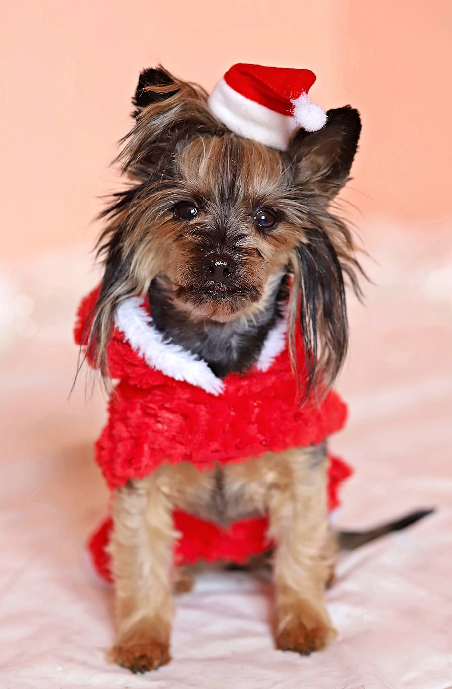 910x1388 Yorkshire Terrier, Dog, Santa Claus, Cute, Cap, Dress