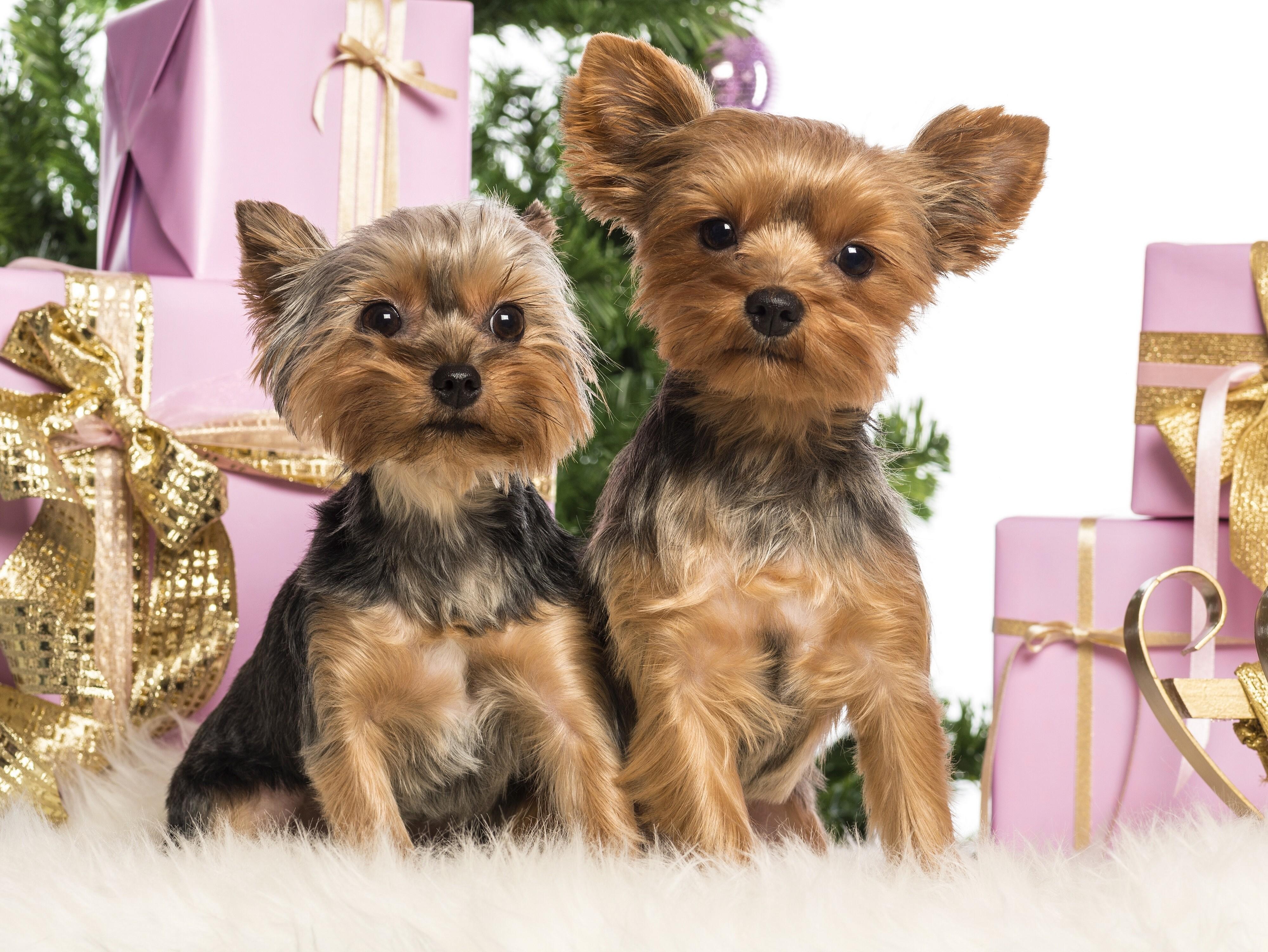 4000x3003 Beautiful small decorative dog breed Yorkshire terrier on New Year's photo