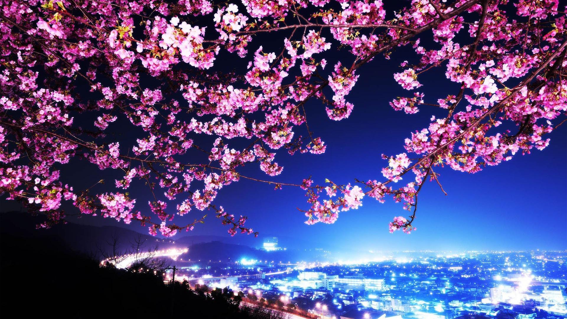 Japan Cherry Blossom Wallpapers - Top Free Japan Cherry Blossom Backgrounds - WallpaperAccess
