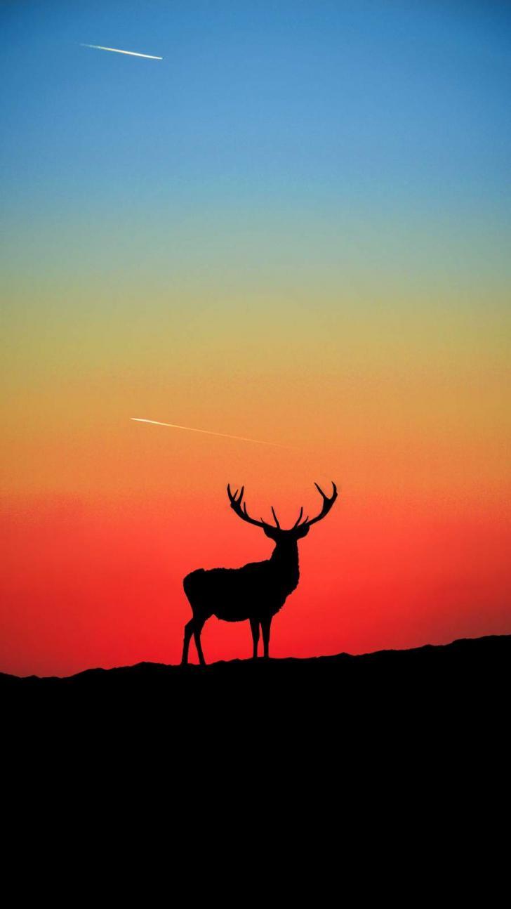 728x1294 Wallpaper HD: Deer, Silhouette, Sky, iPhone, Wallpaper, iPhone, Wallpaper