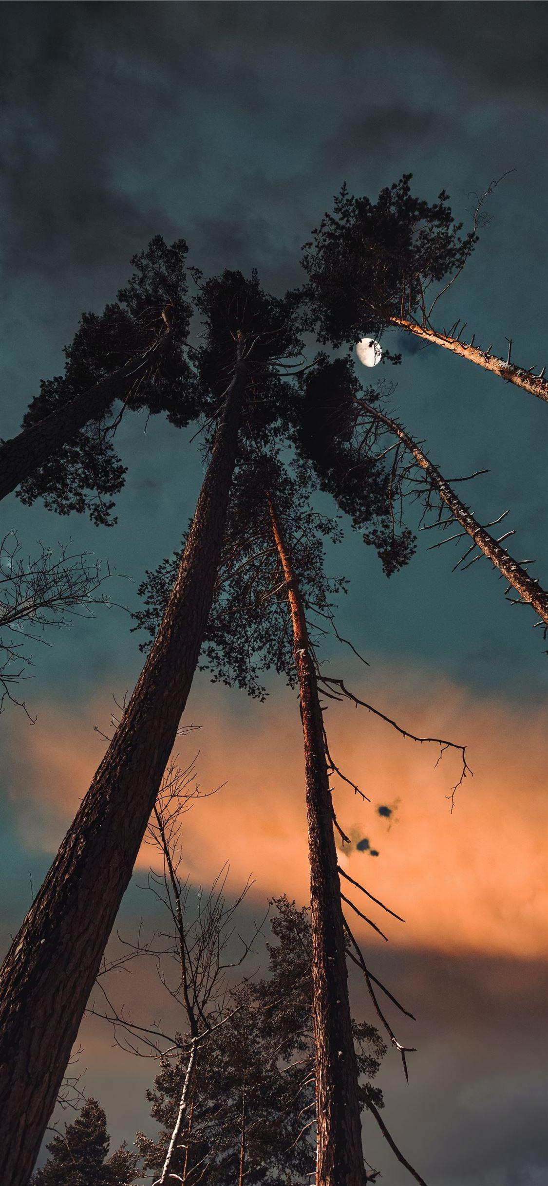 1125x2436 silhouette of trees under cloudy sky during sunset iPhone 11 Wallpaper Free Download