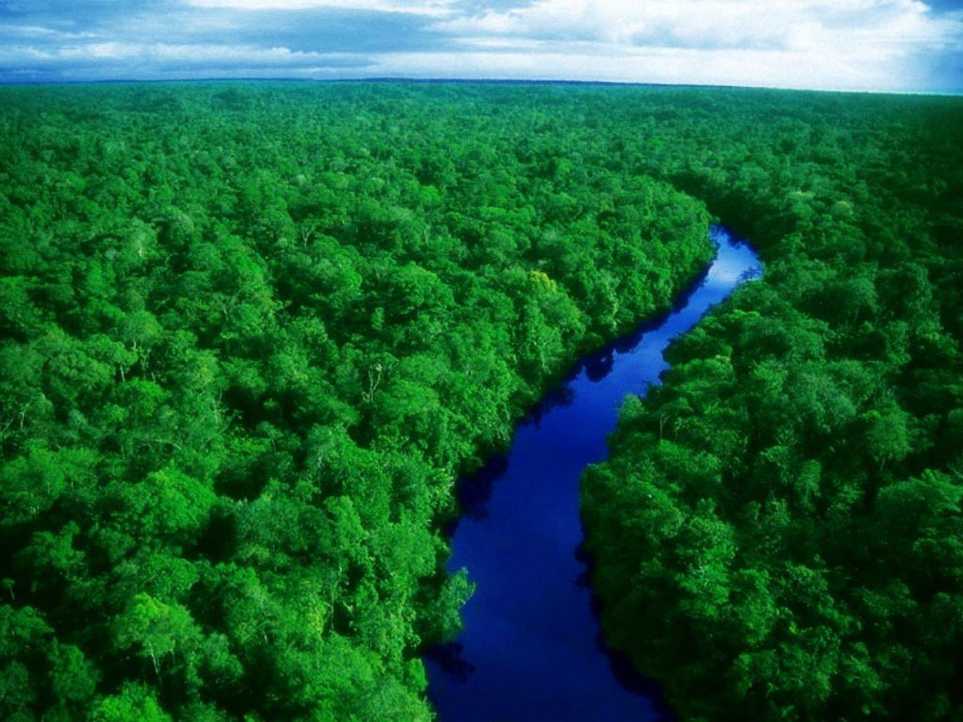 1400x1050 Free download Amazon Forest 1400x1050 WallpaperAmazon Forest 1400x1050 Wallpaper [1400x1050] for your Desktop, Mobile & Tablet. Explore Amazon Rainforest Wallpaper. Rain Forest Wallpaper, Tropical Rainforest Wallpaper, Rainforest Wallpaper