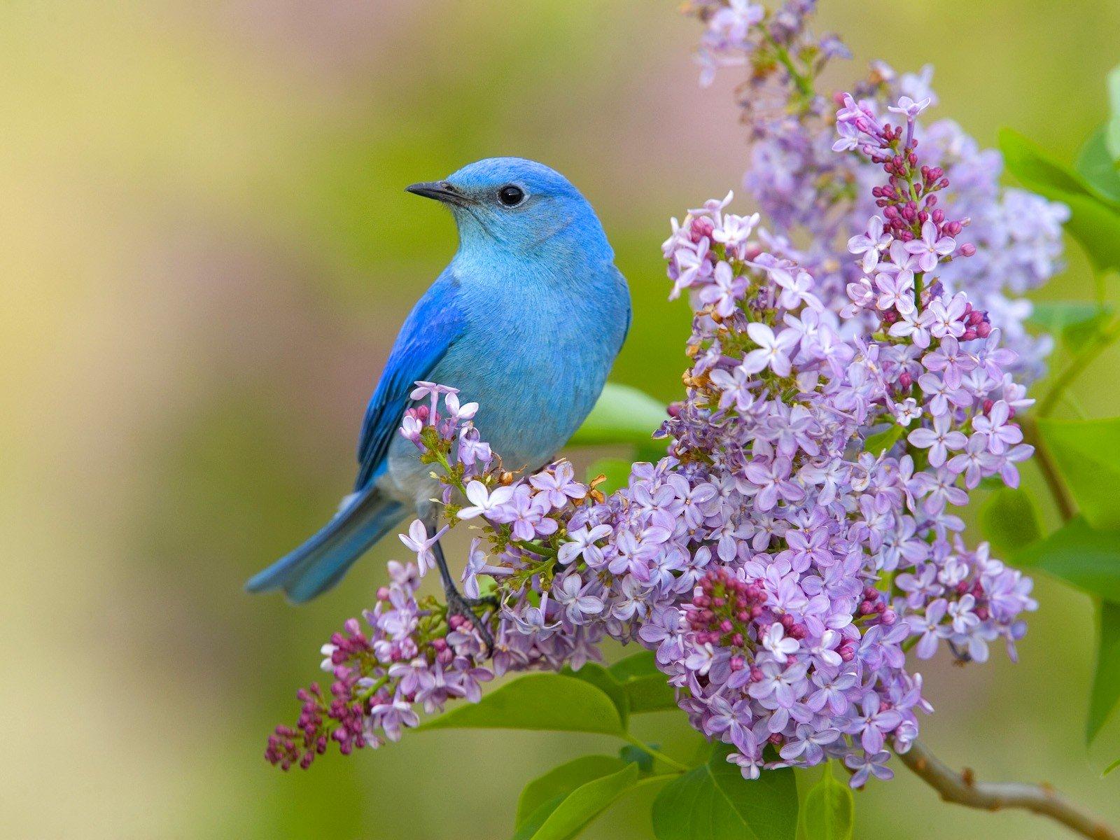 942893 birds animals colorful nature plants flowers  Rare Gallery HD  Wallpapers