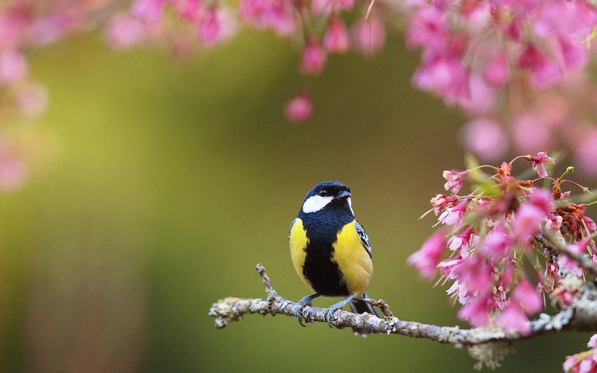 1920x1200 Spring Birds Flowers Wallpaper