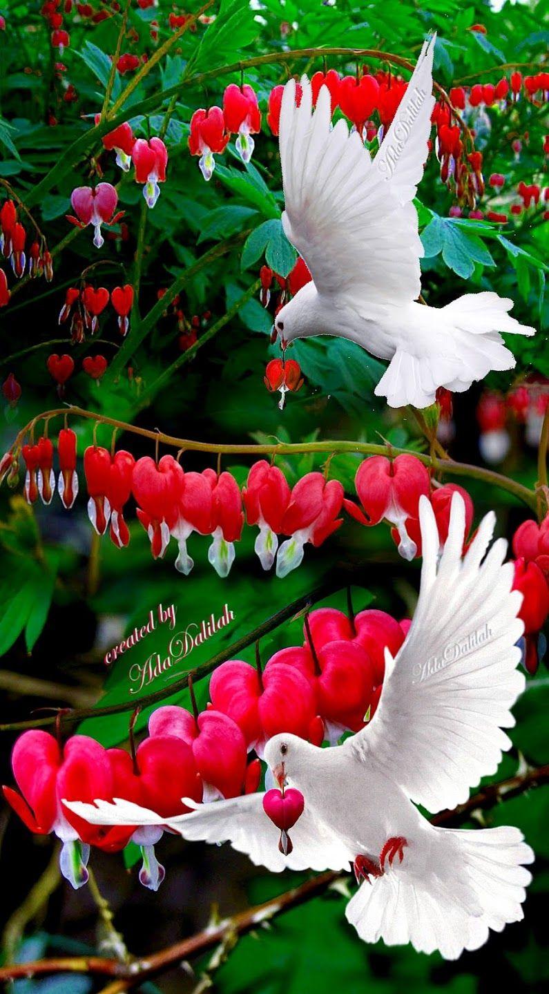 795x1439 Sign in. Beautiful flowers photography, Beautiful flowers wallpaper, Wallpaper nature flowers