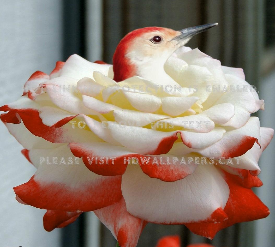 1054x947 rosy nest rest rose flower bird nature