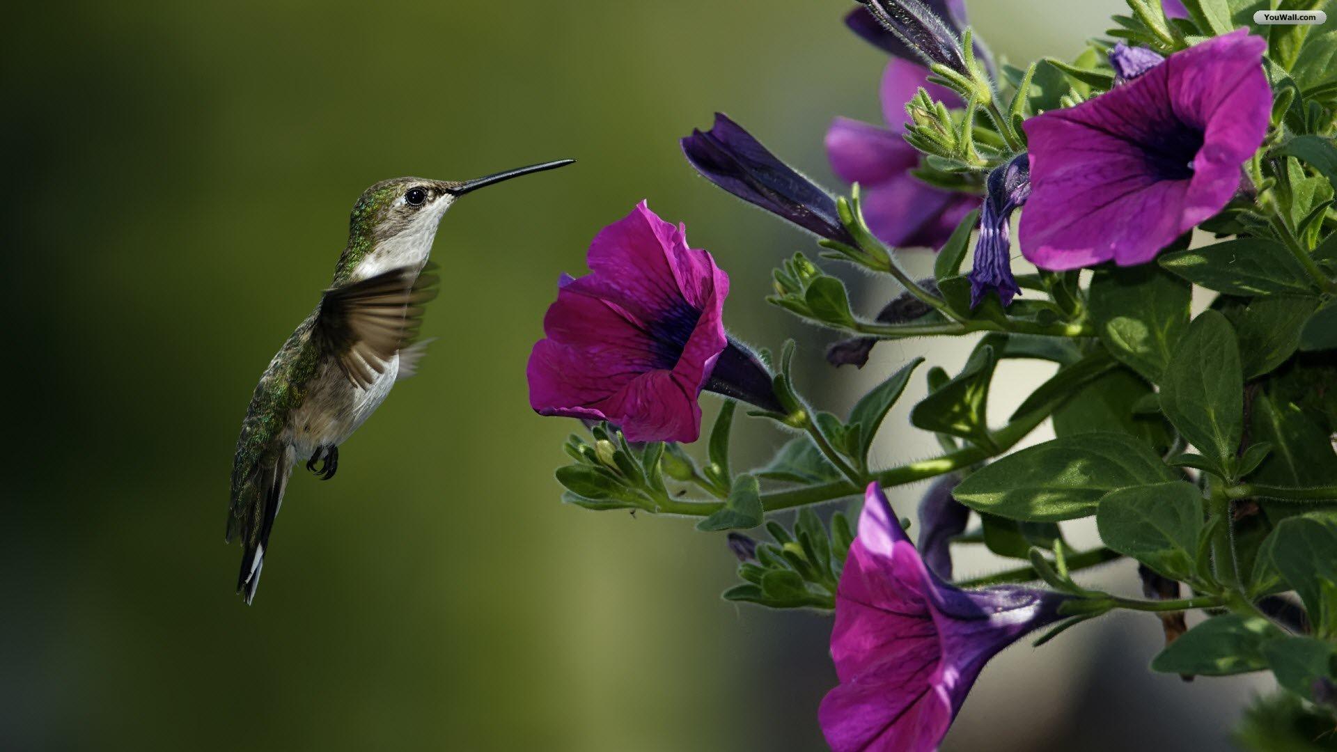 1920x1080 Wallpaper Birds and Flowers