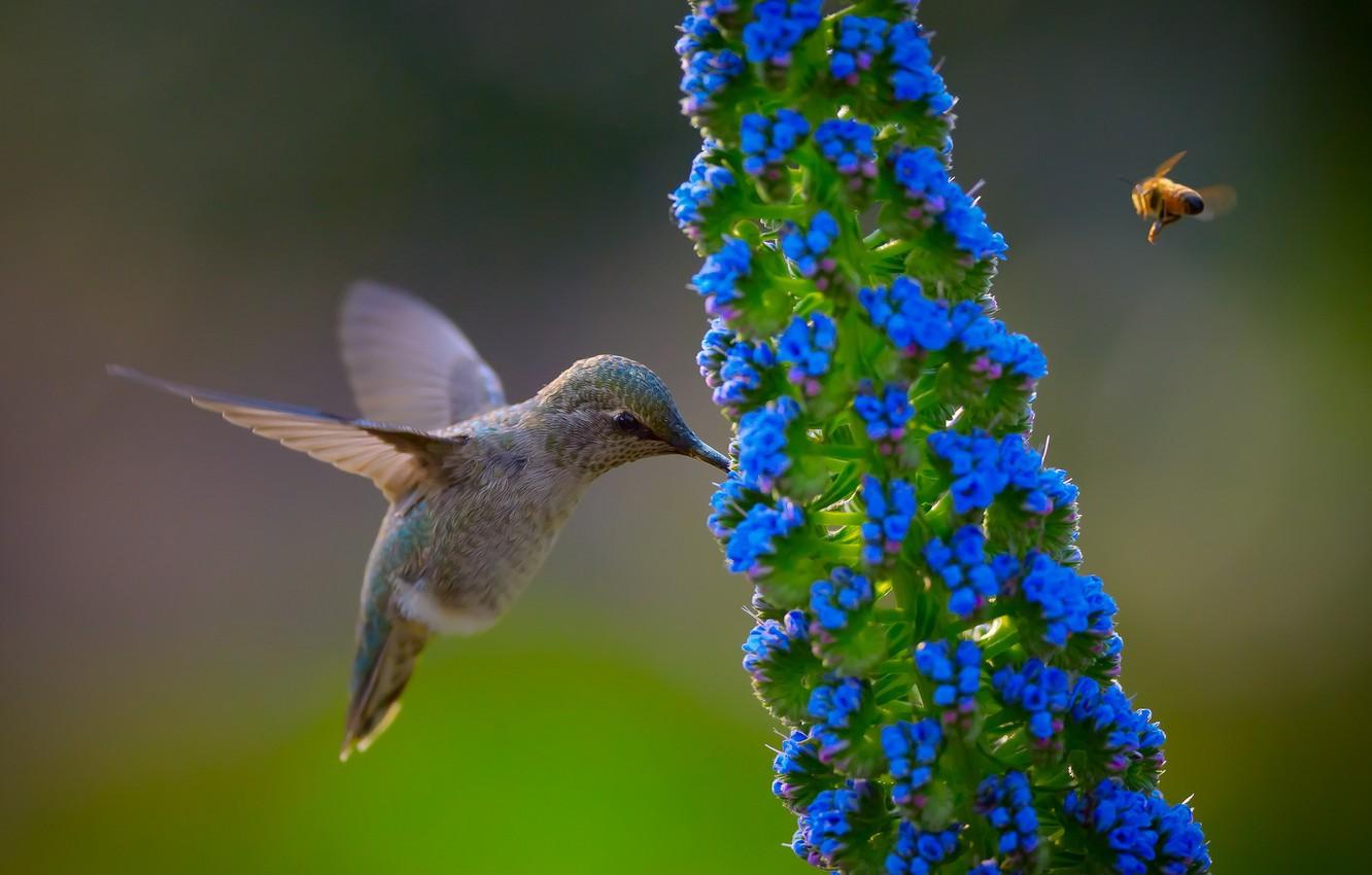 1332x850 Wallpaper flower, nature, bird, Hummingbird image for desktop, section животные