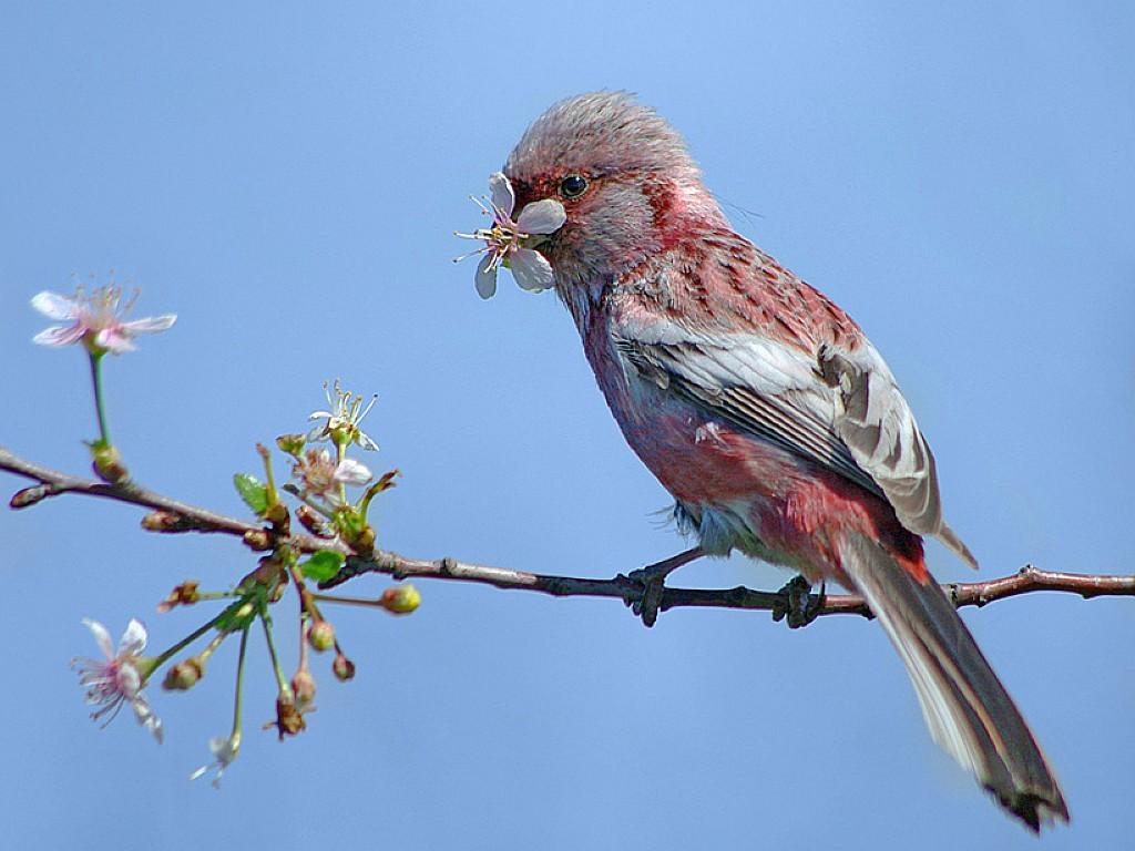 1024x768 Free download download bird flower wallpaper which is under the birds wallpaper [1024x768] for your Desktop, Mobile & Tablet. Explore Bird and Flower Wallpaper. Bird Wallpaper for Walls, Wallpaper