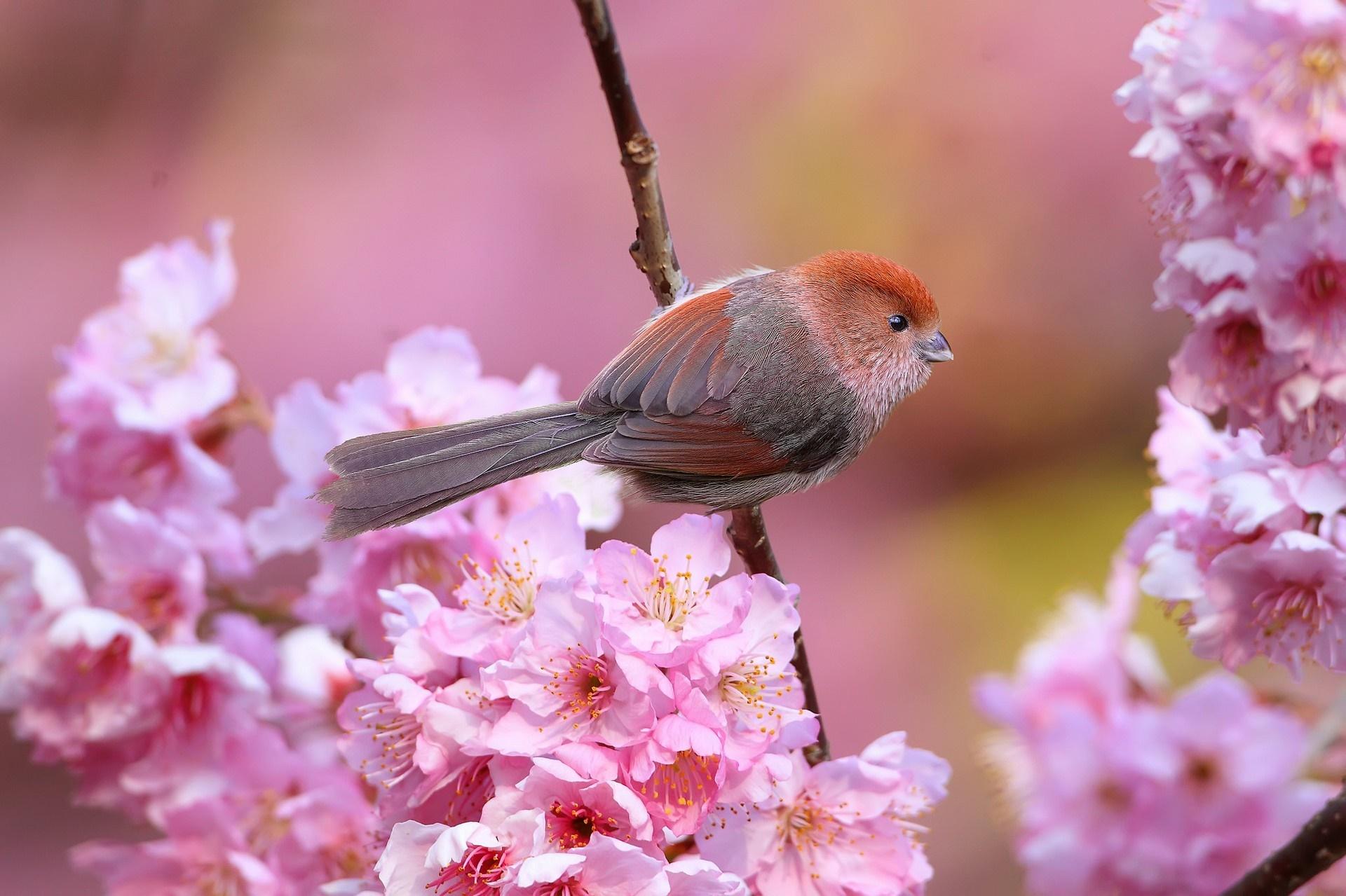1920x1279 birds, animals, pink flowers, flowers, nature, branch, cherry blossom, blossom, pink, spring, flower, plant, bird, flora, petal, fauna, perching bird, vertebrate, produce, close up, macro photography, nectar. Mocah HD Wallpaper