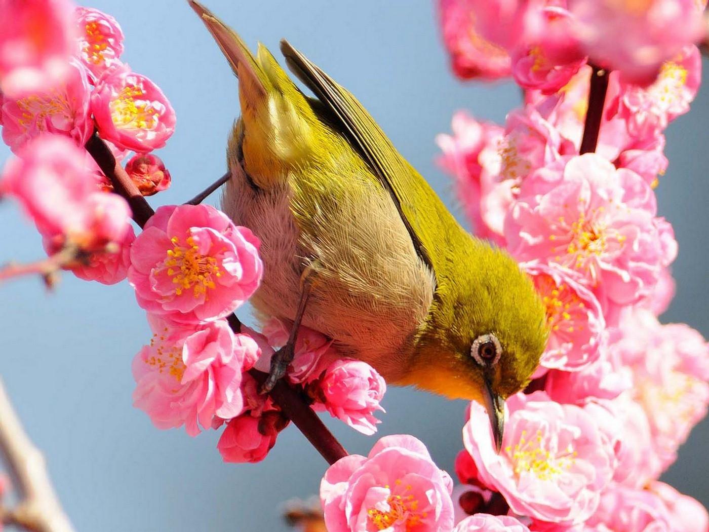 Birds Flowers Nature Wallpapers Top Free Birds Flowers Nature birds-flowers-nature-wallpapers-top-free-birds-flowers-nature