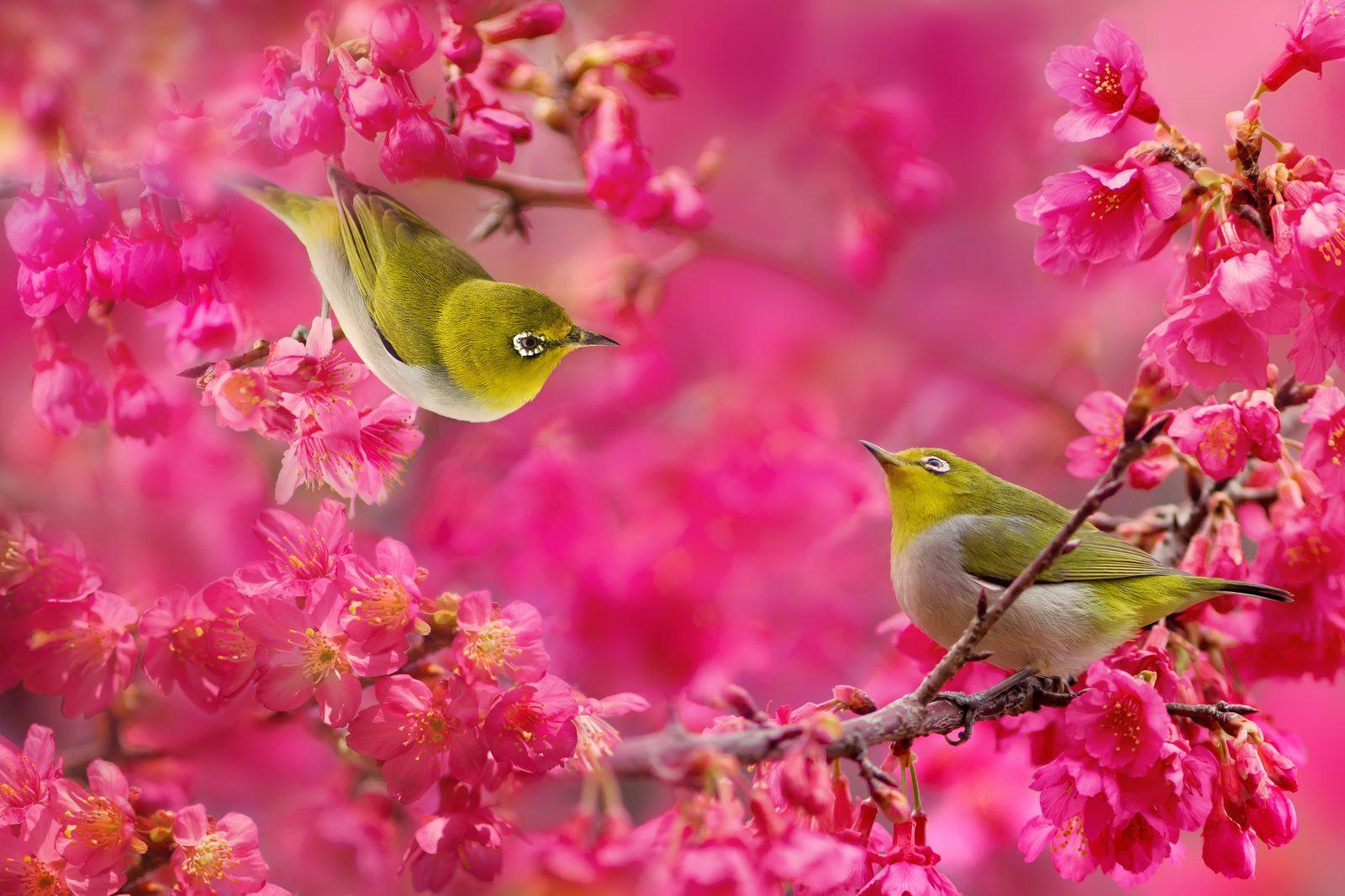 1600x1067 petits oiseaux dans mon jardin