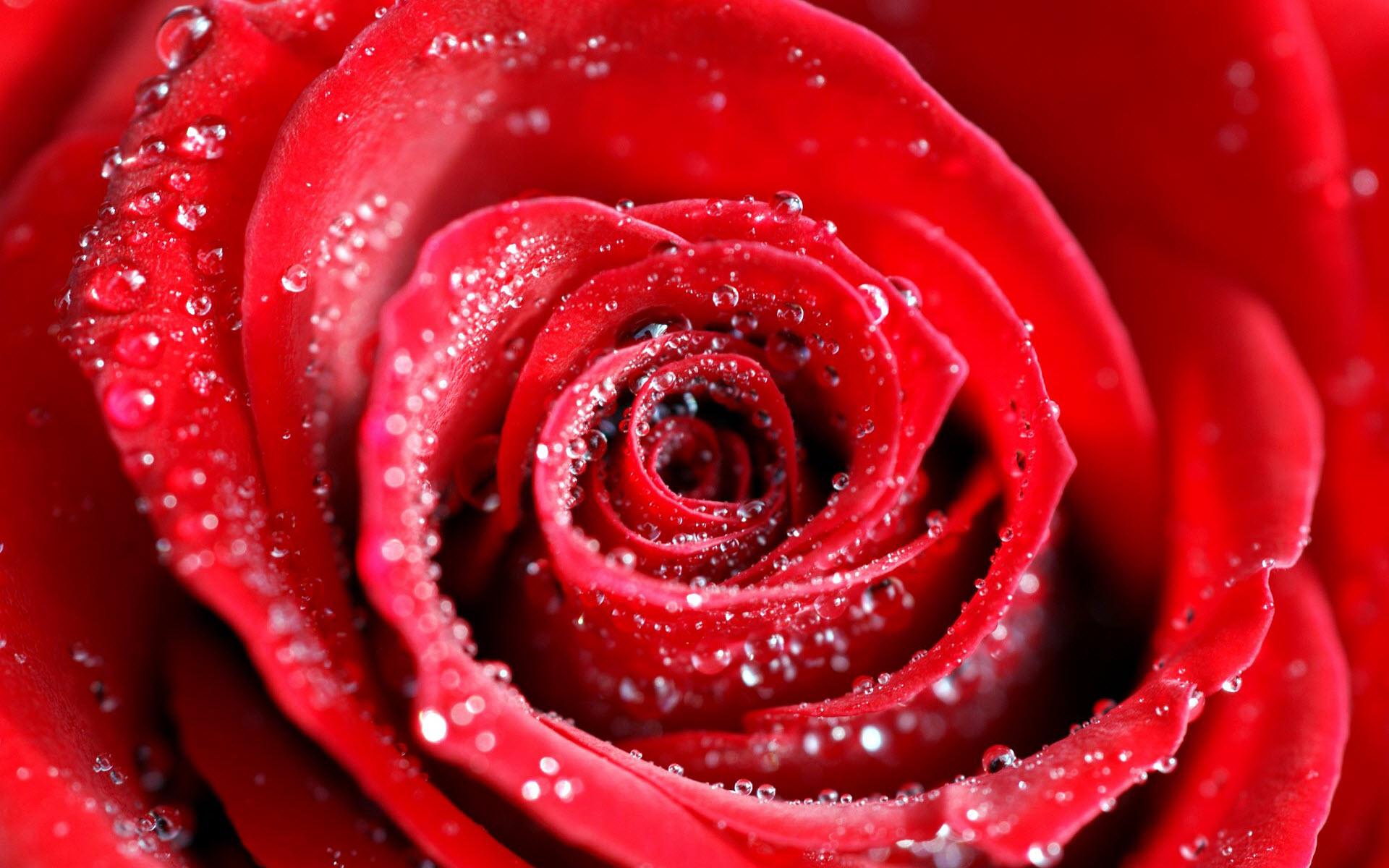 1920x1200 Wallpaper 4k Water Drops on Red Rose Wallpaper