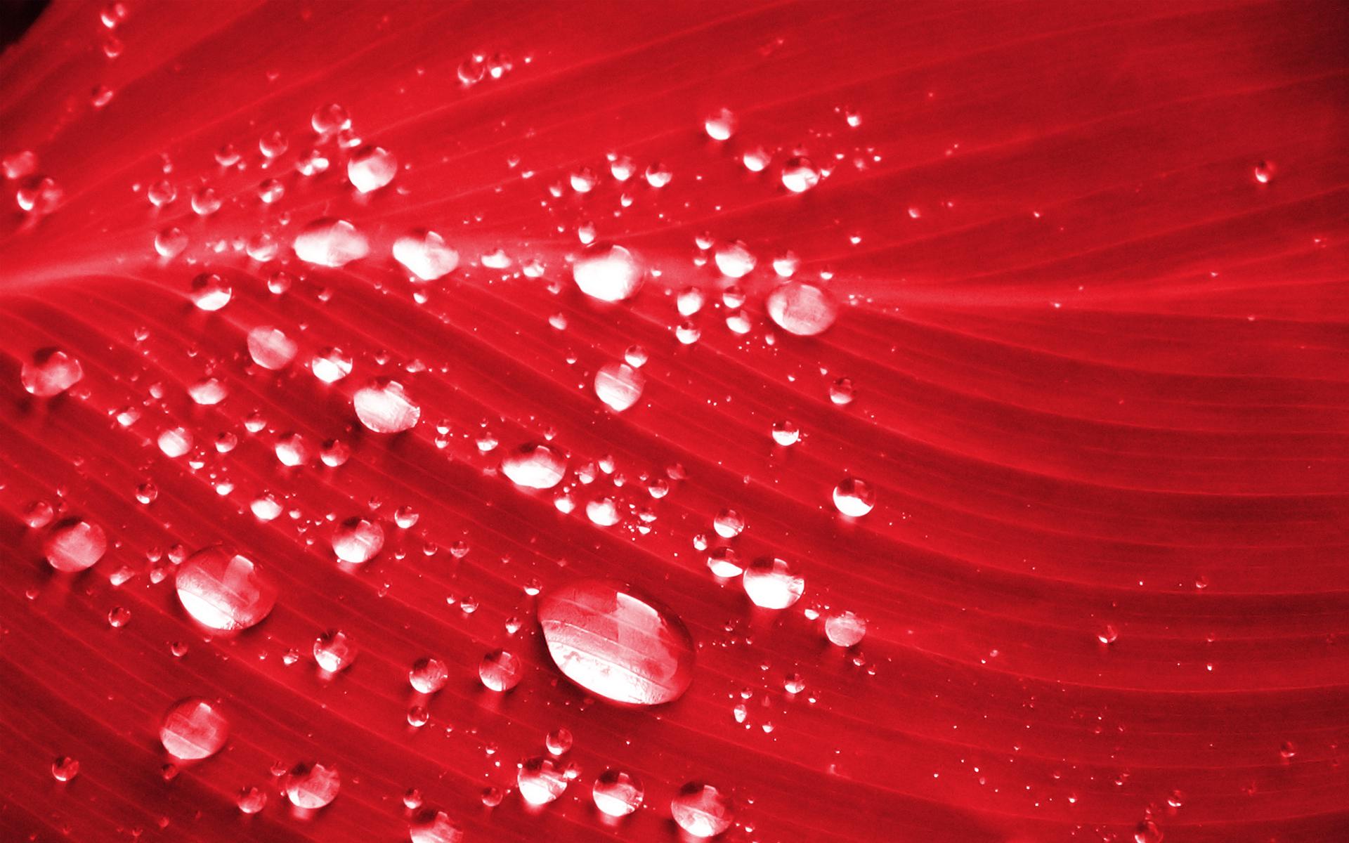 1920x1200 Water on a petal wallpaper. Water on a petal