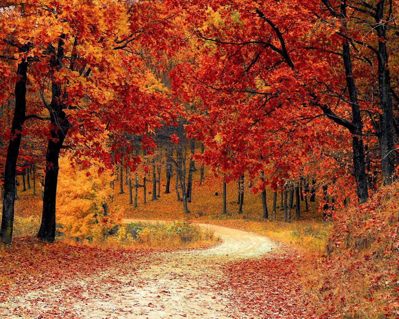 1280x1024 Download wallpaper 1280x1024 autumn, forest, path, foliage, park, colorful standard 5:4 HD background