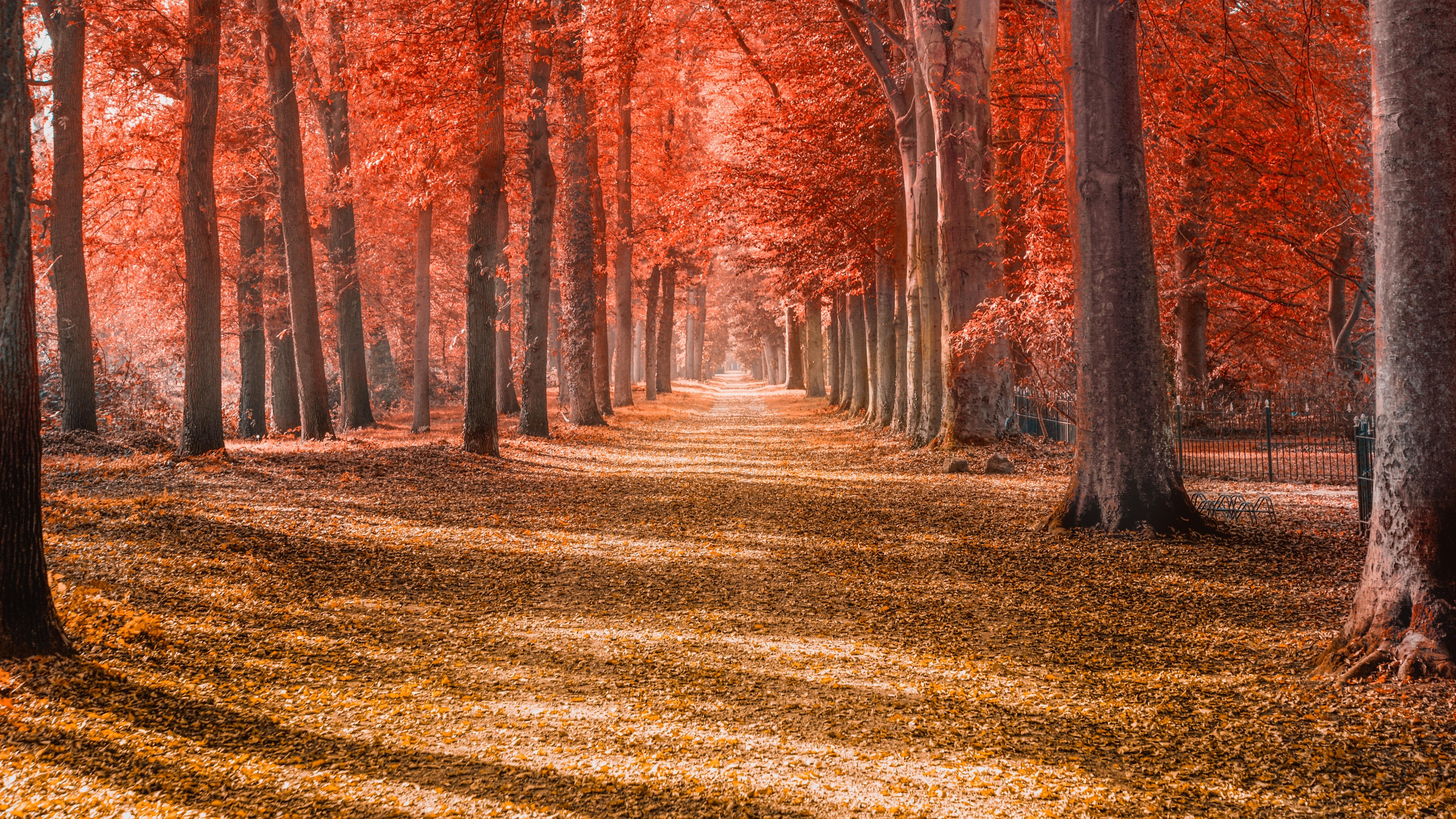 5120x2880 Autumn trees Wallpaper 4K, Forest path, Trunks, Woods, Autumn leaves, Red, Nature