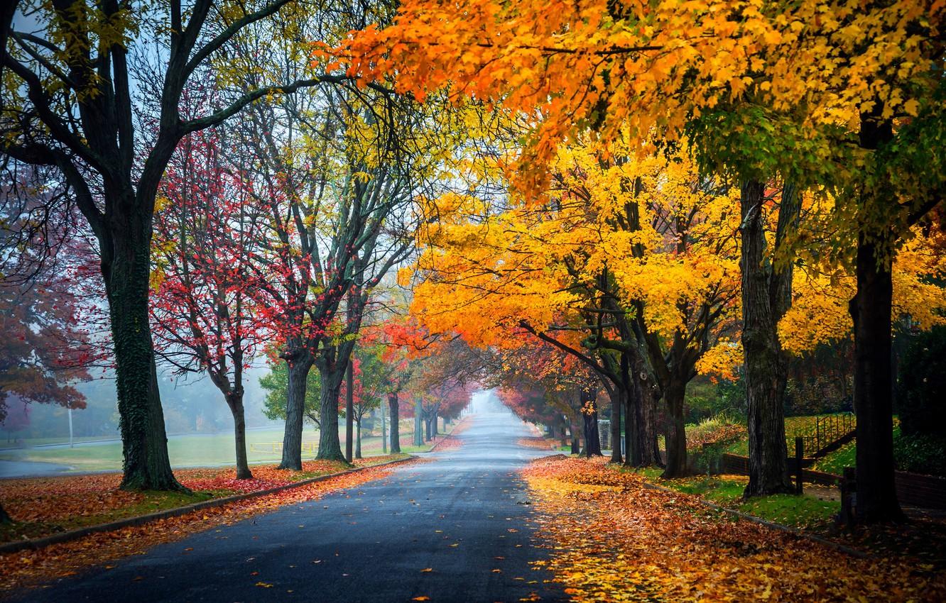1332x850 Wallpaper road, autumn, forest, leaves, trees, nature, Park, colors, colorful, forest, road, trees, nature, park, autumn, leaves image for desktop, section природа