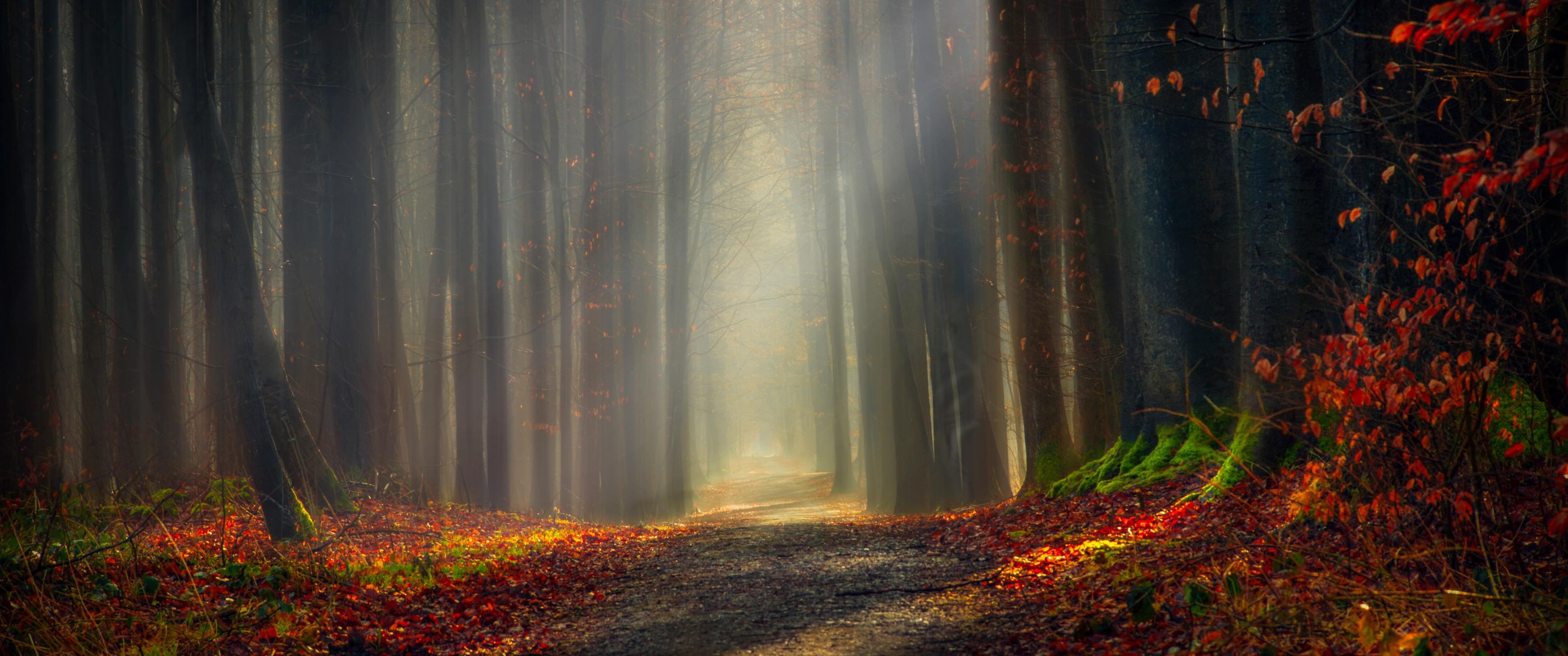 3440x1440 Forest path Wallpaper 4K, Autumn leaves, Dirt road, Pathway, Trees, Woods, Nature
