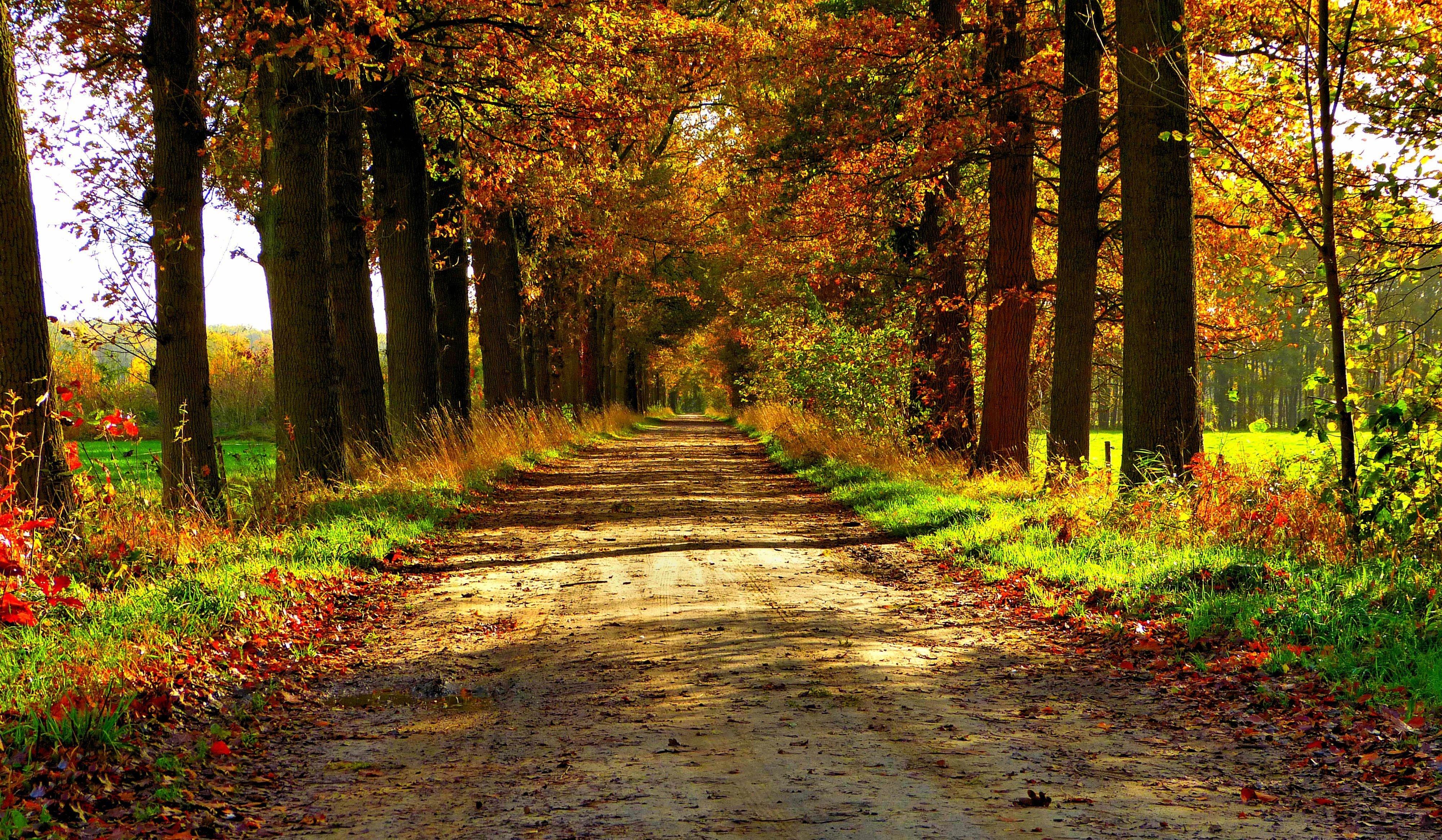 4000x2330 autumn, Nature, Forest, Path, Park, Colorful, Leaves, Trees, Road Wallpaper HD / Desktop and Mobile Background