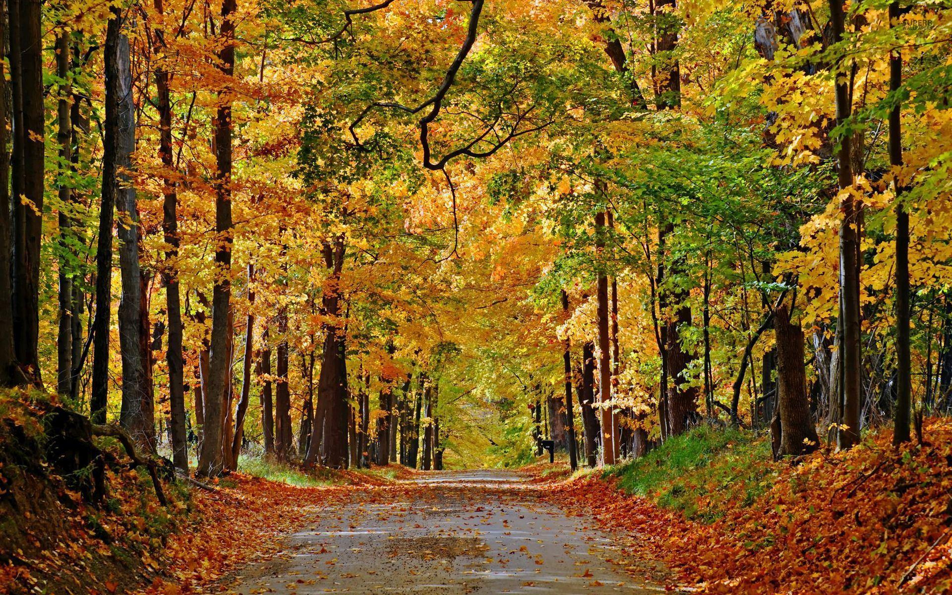 1920x1200 Nice Autumn Forest Path Leaves wallpaper. Nice Autumn Forest Path Leaves