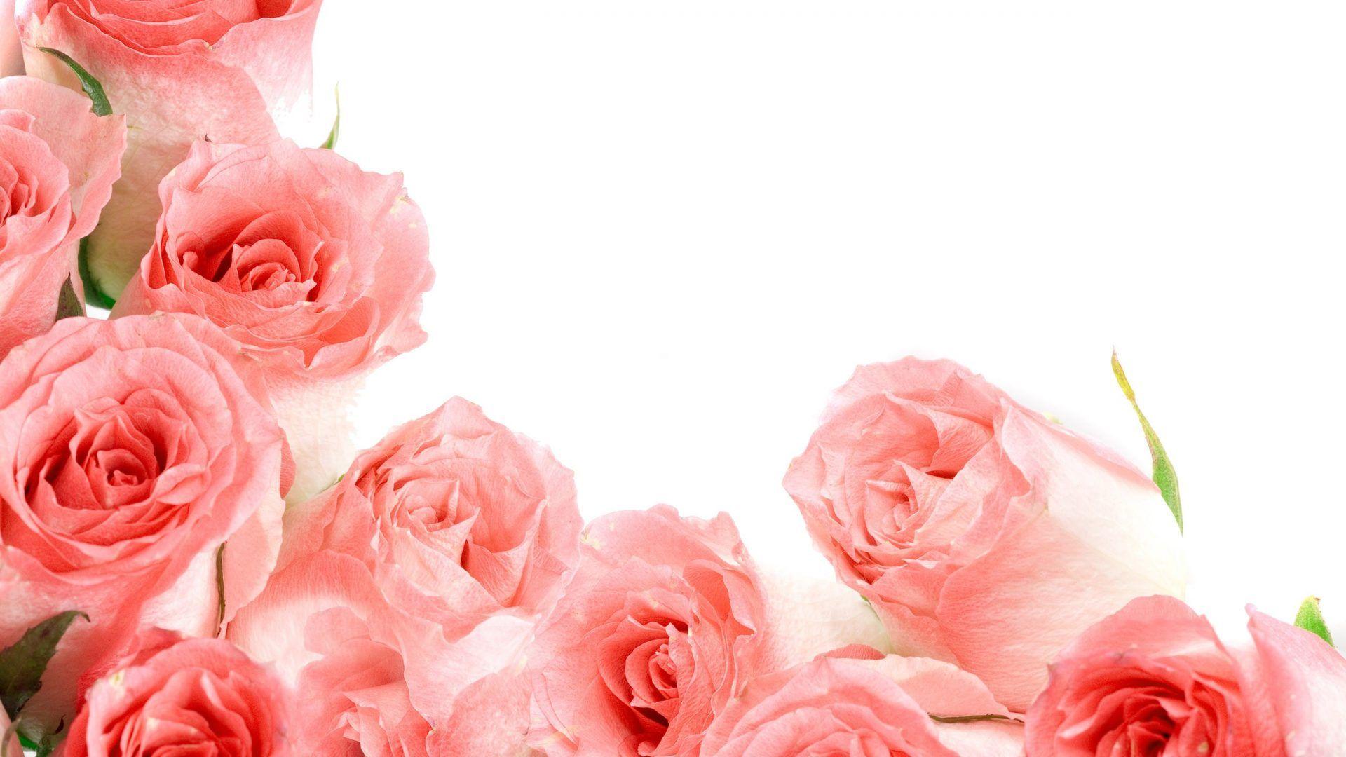 1920x1080 EEAAAA Color wallpaper: Soft Roses Pastel Nice Pink Rose Flower