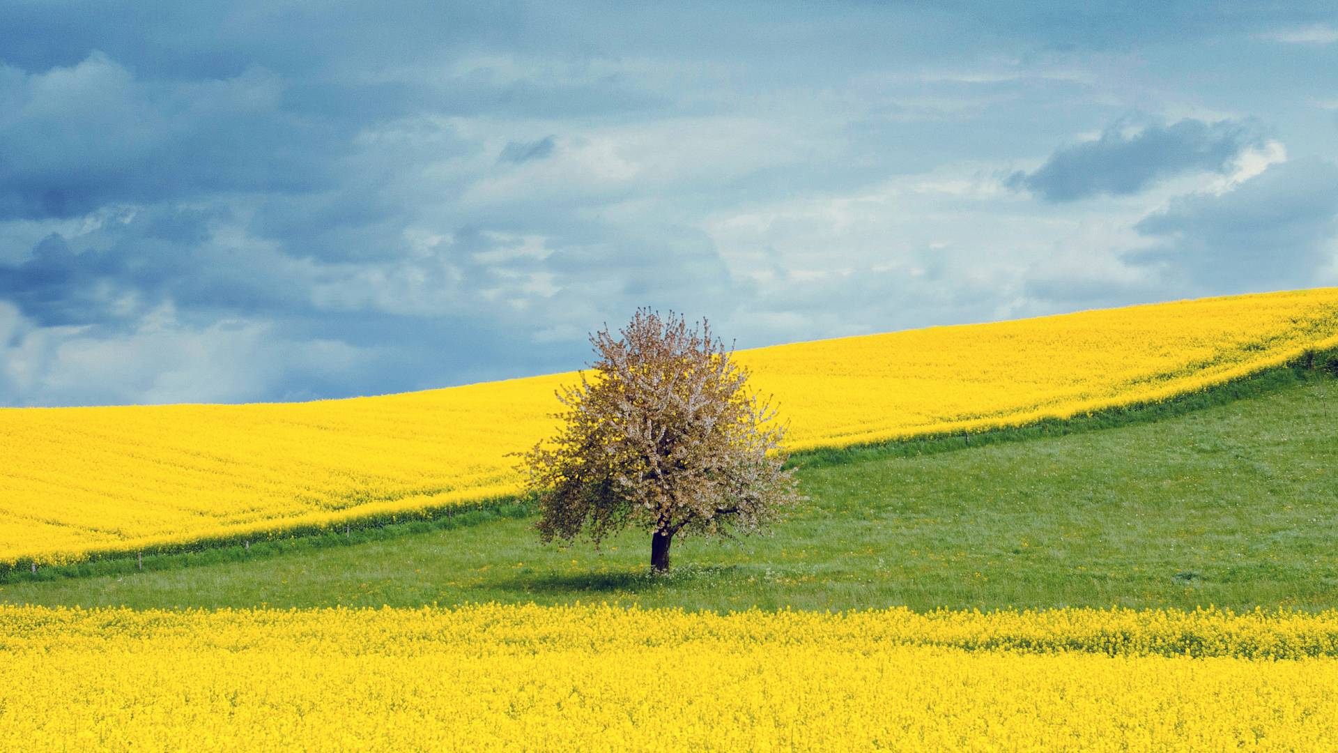 1920x1080 Yellow Flower Field 1080P Laptop Full HD Background, HD Flowers 4K Wallpaper, Image, Photo and Background