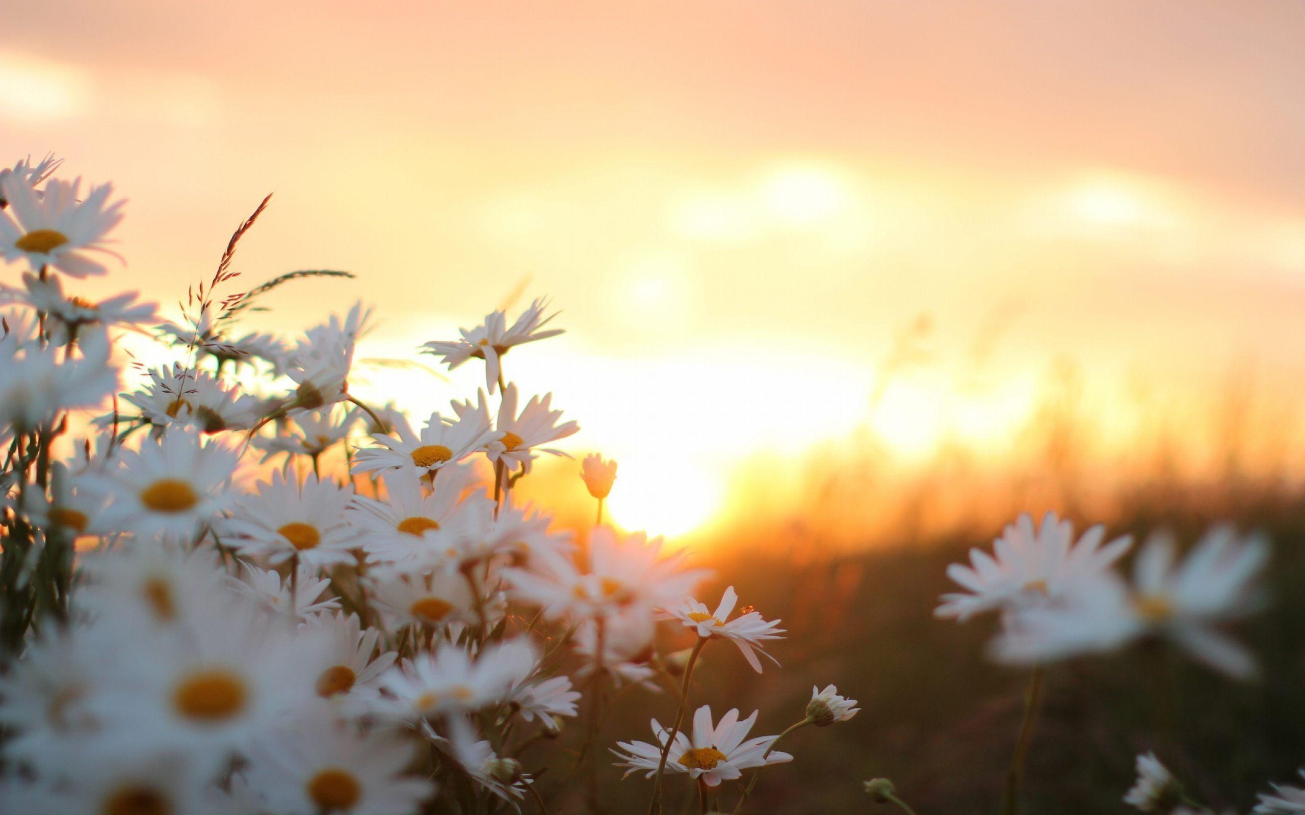 2560x1600 Flower Laptop Wallpaper, HD Flower Laptop Background