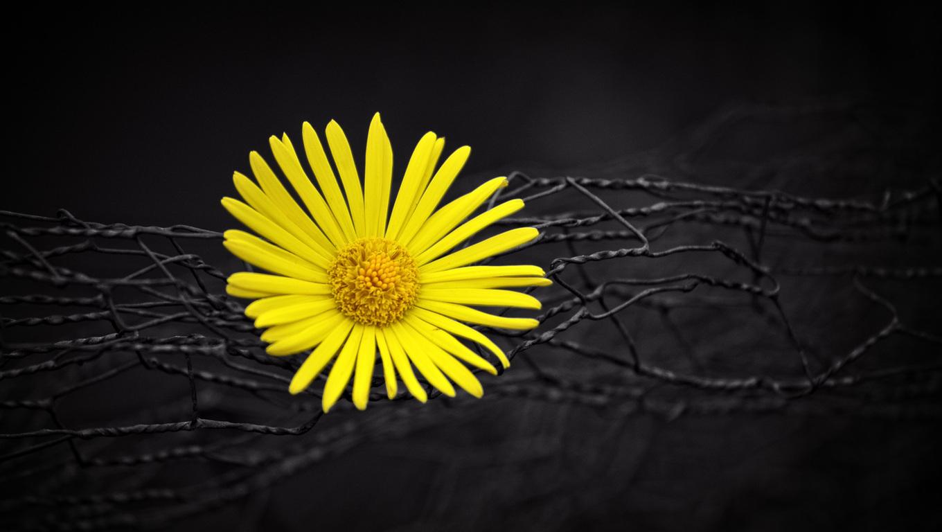 1360x768 Yellow Flower Fence Dark Black Background Laptop HD HD 4k Wallpaper, Image, Background, Photo and Picture