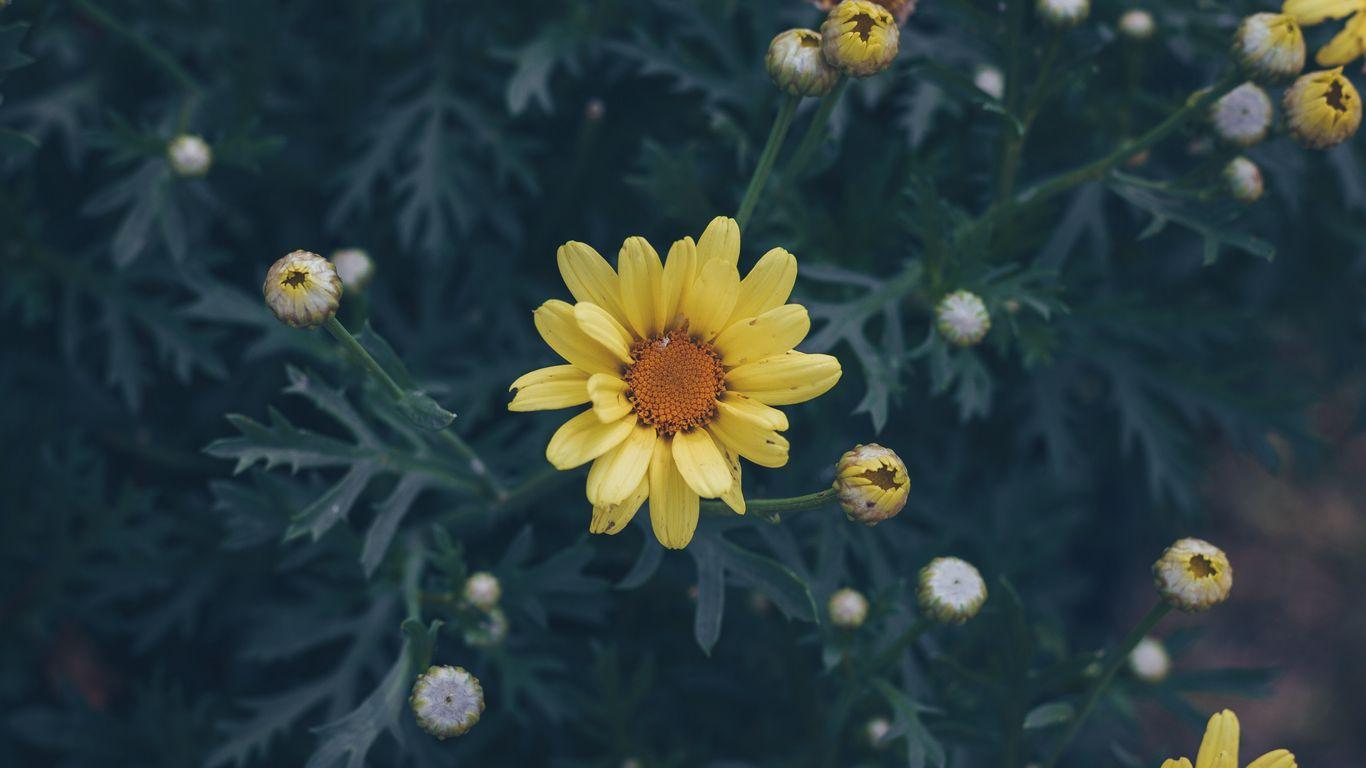 1366x768 Download wallpaper 1366x768 flower, yellow, flower bed, blur tablet, laptop HD background