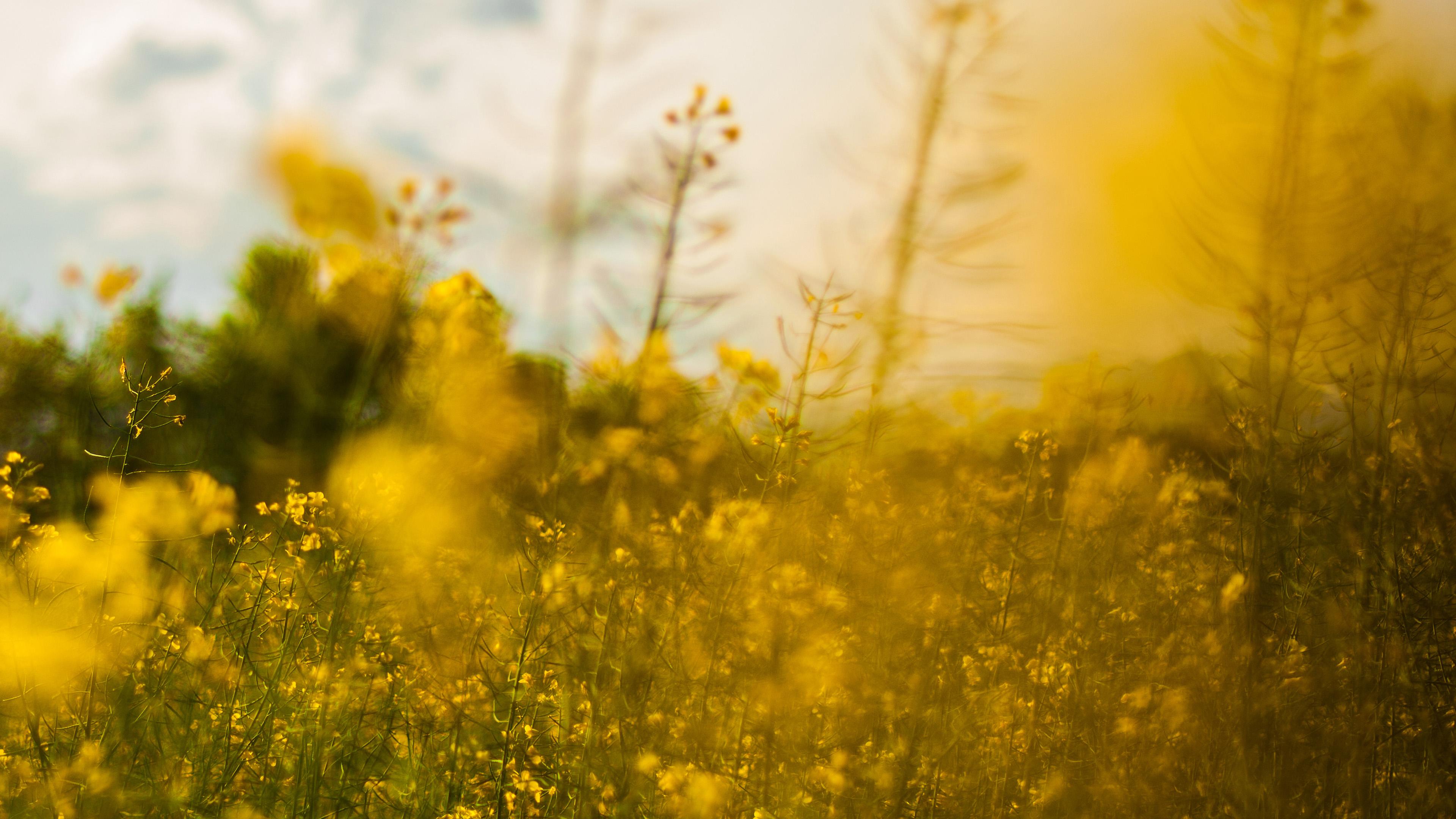 Yellow Flowers Laptop Wallpapers - Top Free Yellow Flowers Laptop ...