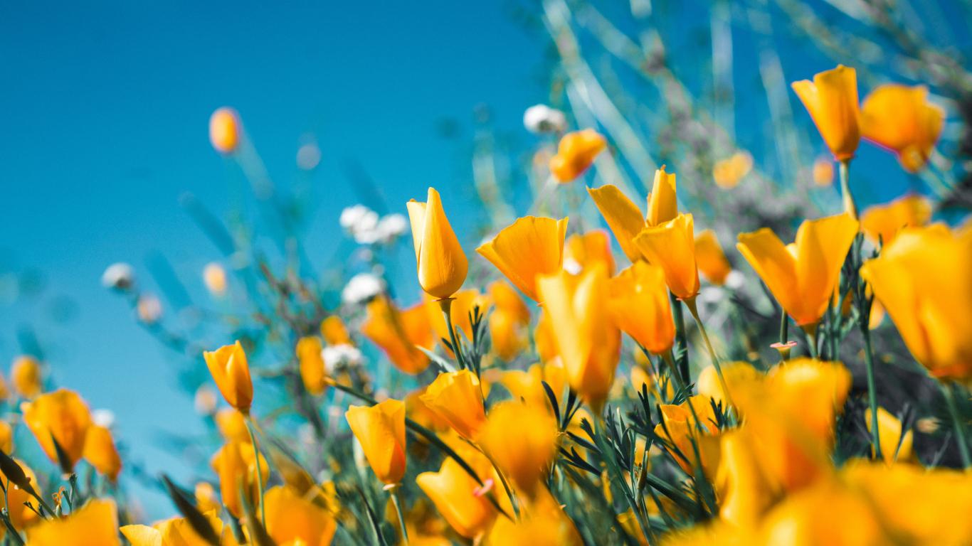 1366x768 Download 1366x768 wallpaper yellow flowers, meadow, tablet, laptop, 1366x768 HD image, background, 25916