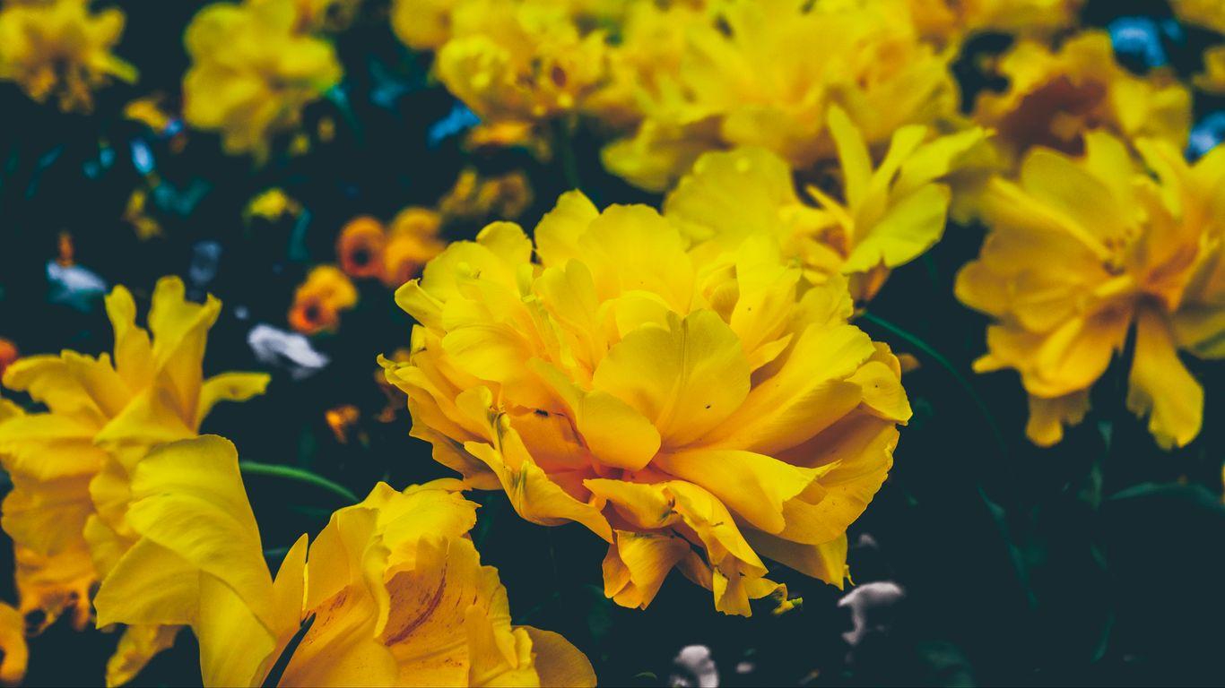 1366x768 Download wallpaper 1366x768 flowers, yellow, buds tablet, laptop HD background