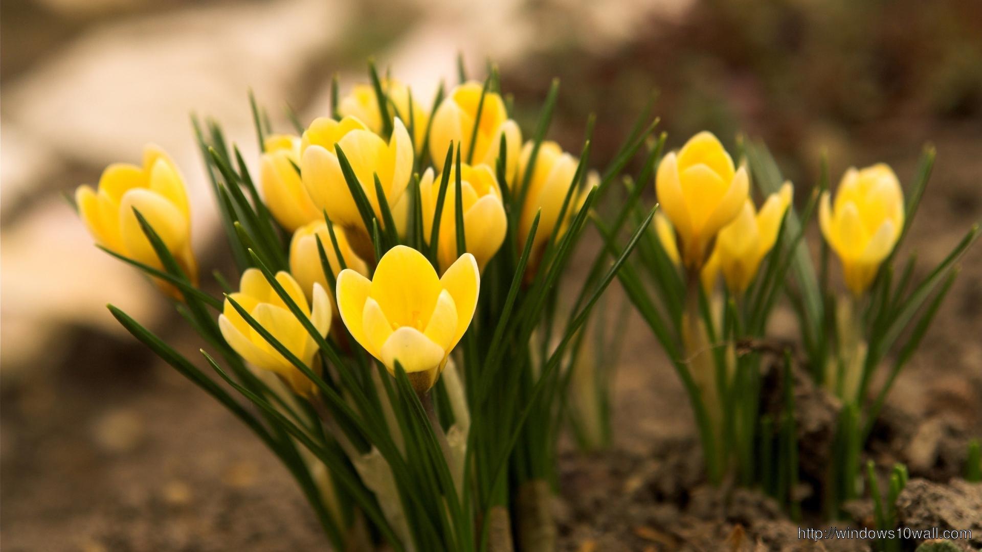1920x1080 Cool Yellow Flowers HD Widescreen Wallpaper