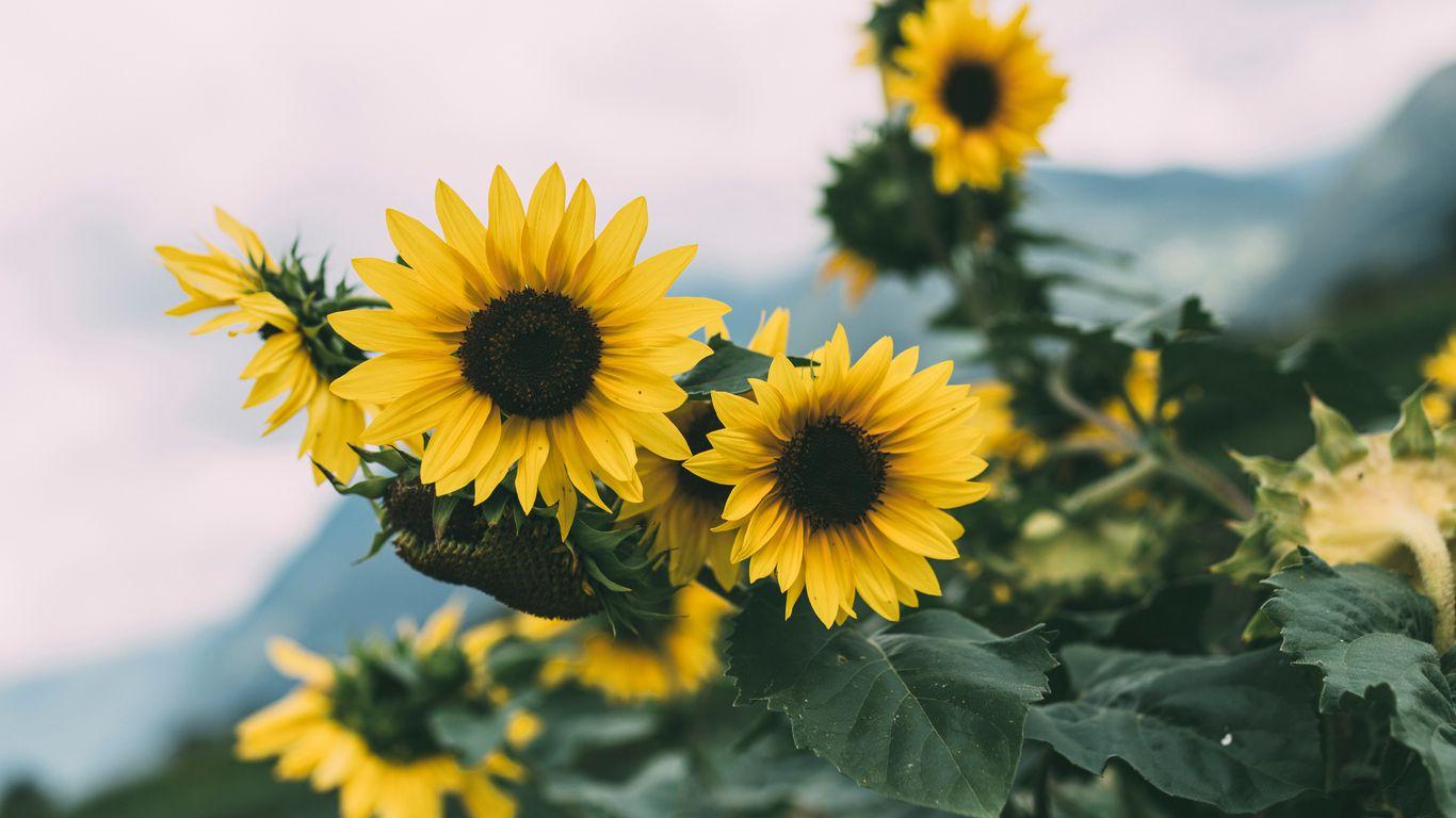 1366x768 Download wallpaper 1366x768 sunflower, flowers, yellow, bloom, plant tablet, laptop HD background