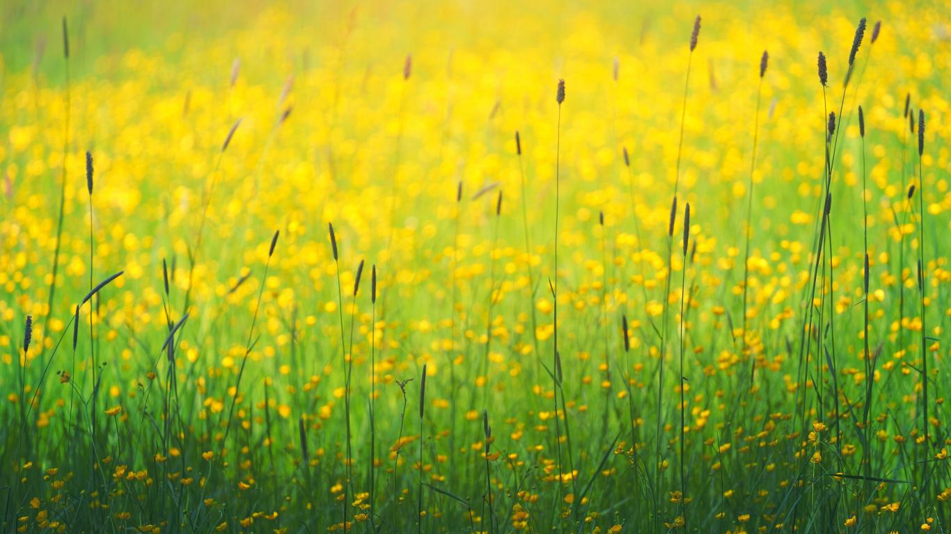 1366x768 Download 1366x768 wallpaper flowers field, yellow flowers, plants, meadow, tablet, laptop, 1366x768 HD image, background, 7565