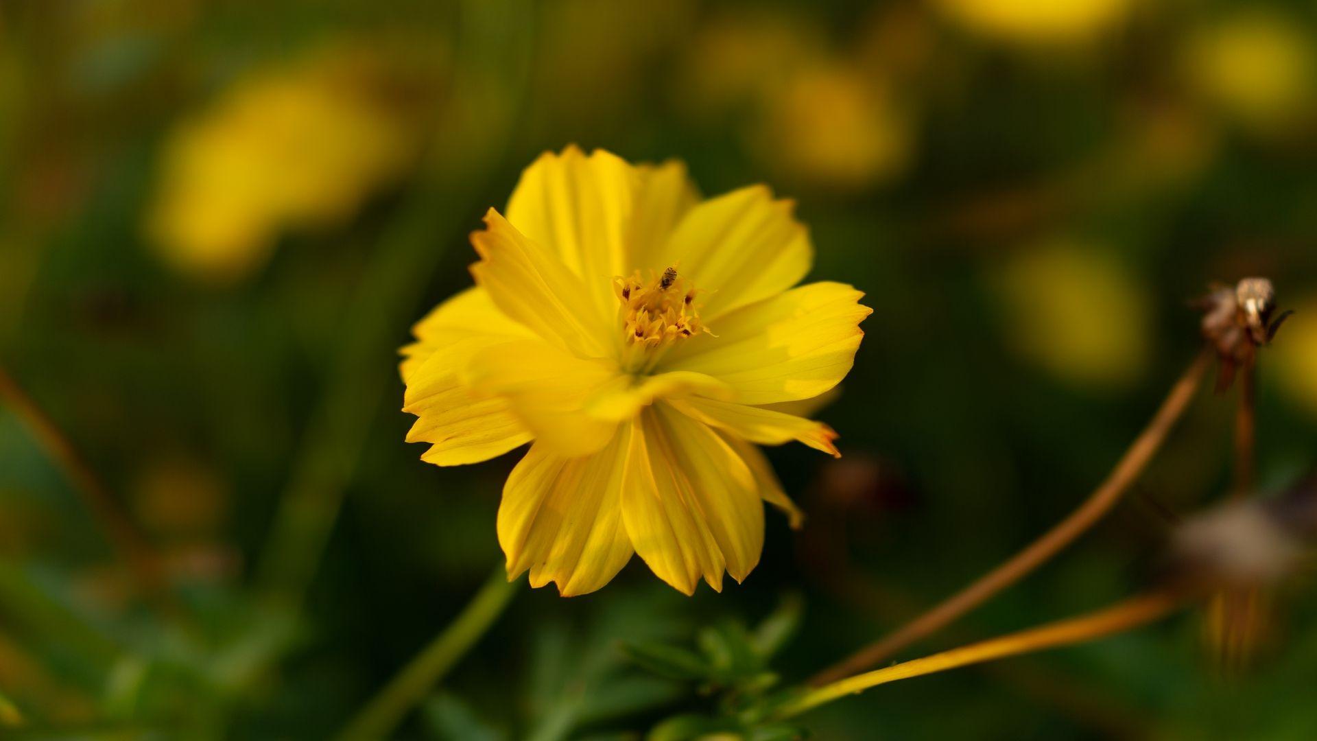 1920x1080 Wallpaper cosmos blur yellow flower. Yellow flowers, Yellow flower wallpaper, Cosmos
