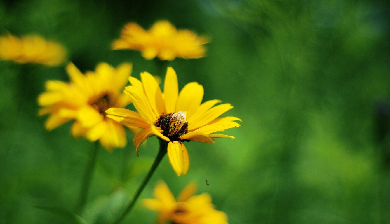 1336x768 Yellow Summer Flowers Laptop HD HD 4k Wallpaper, Image, Background, Photo and Picture